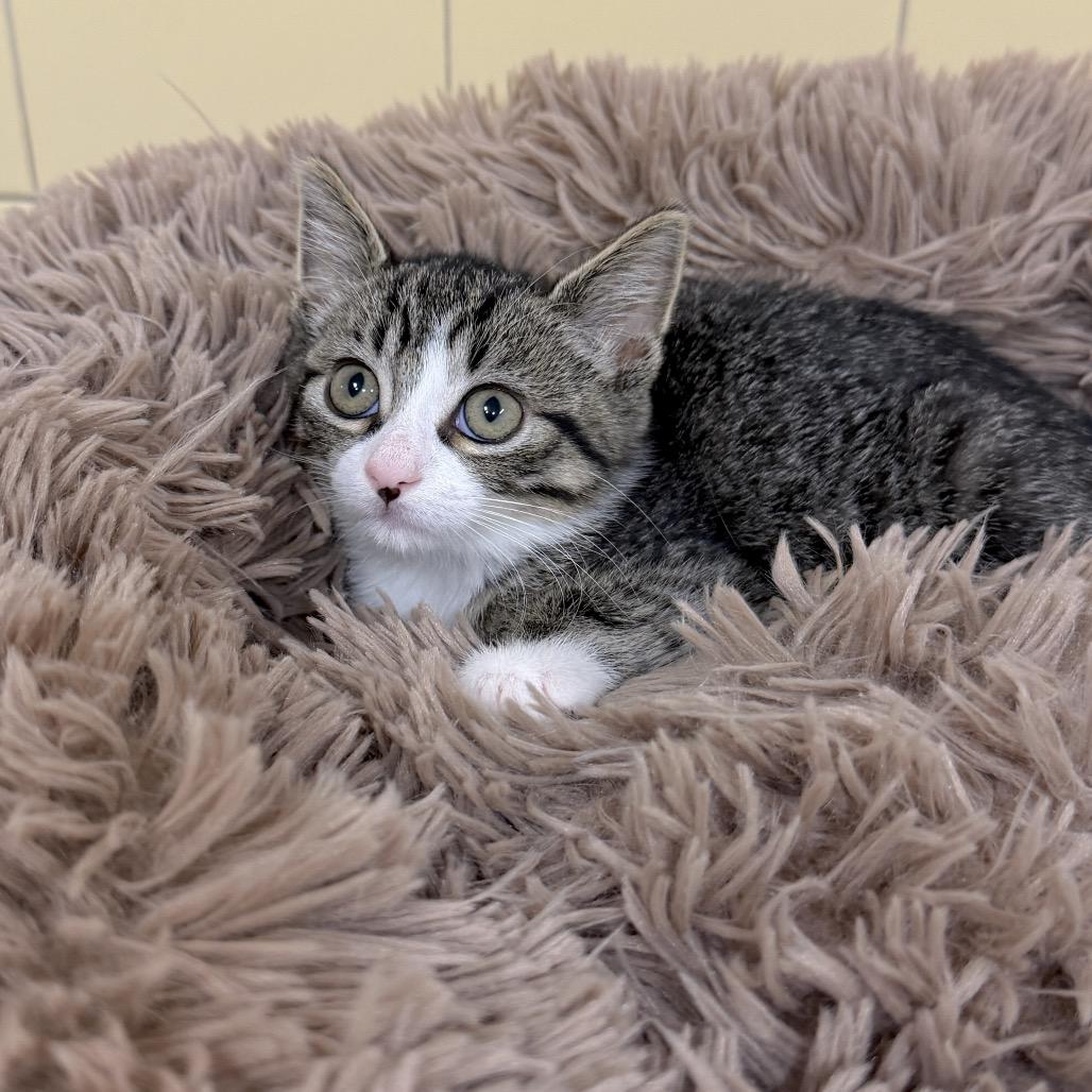 Enlarge Wanda, a Adoptable Domestic Short Hair in East Hampton, NY image 6/6