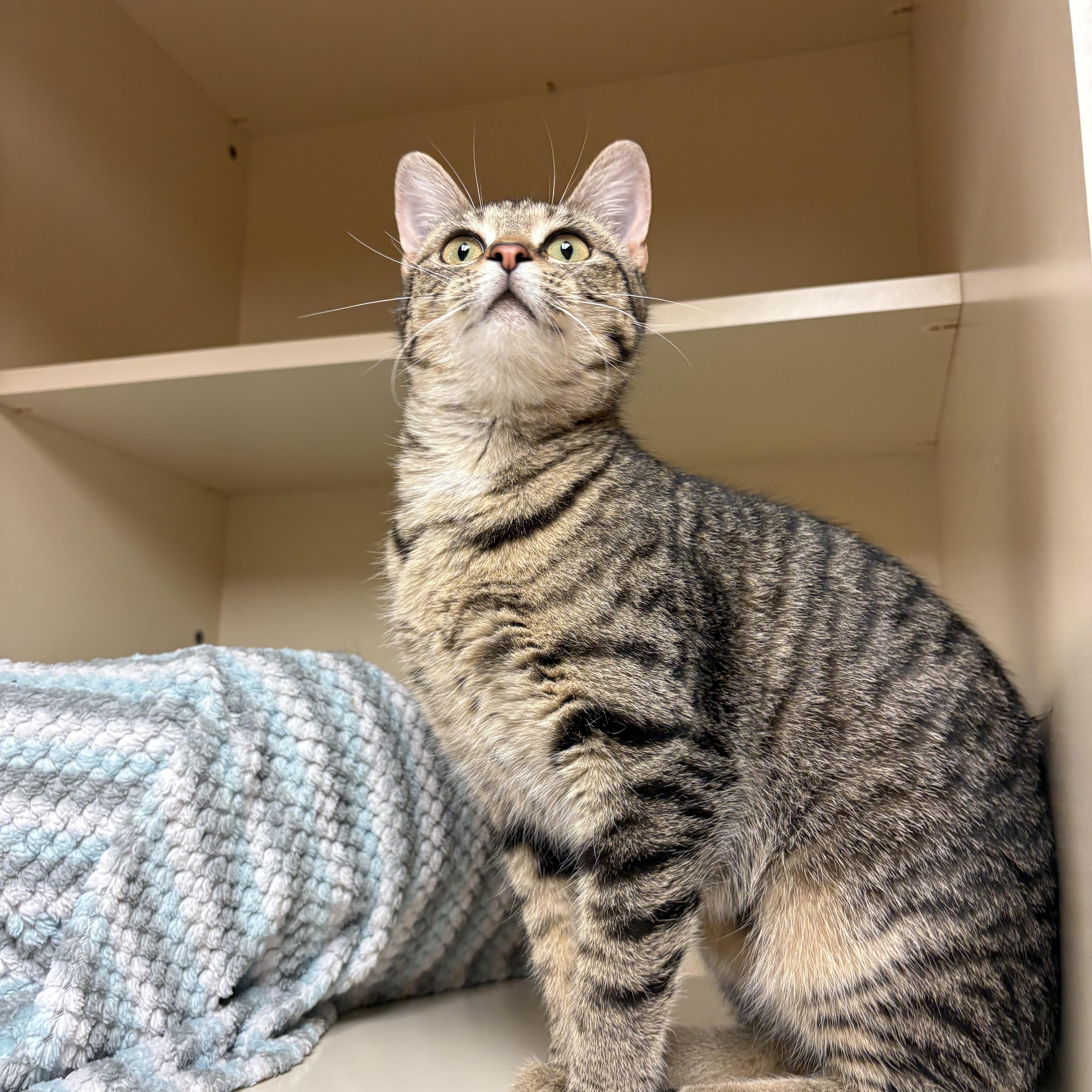 Enlarge Fleur , an adoptable mixed breed in Hays, KS image 1/6