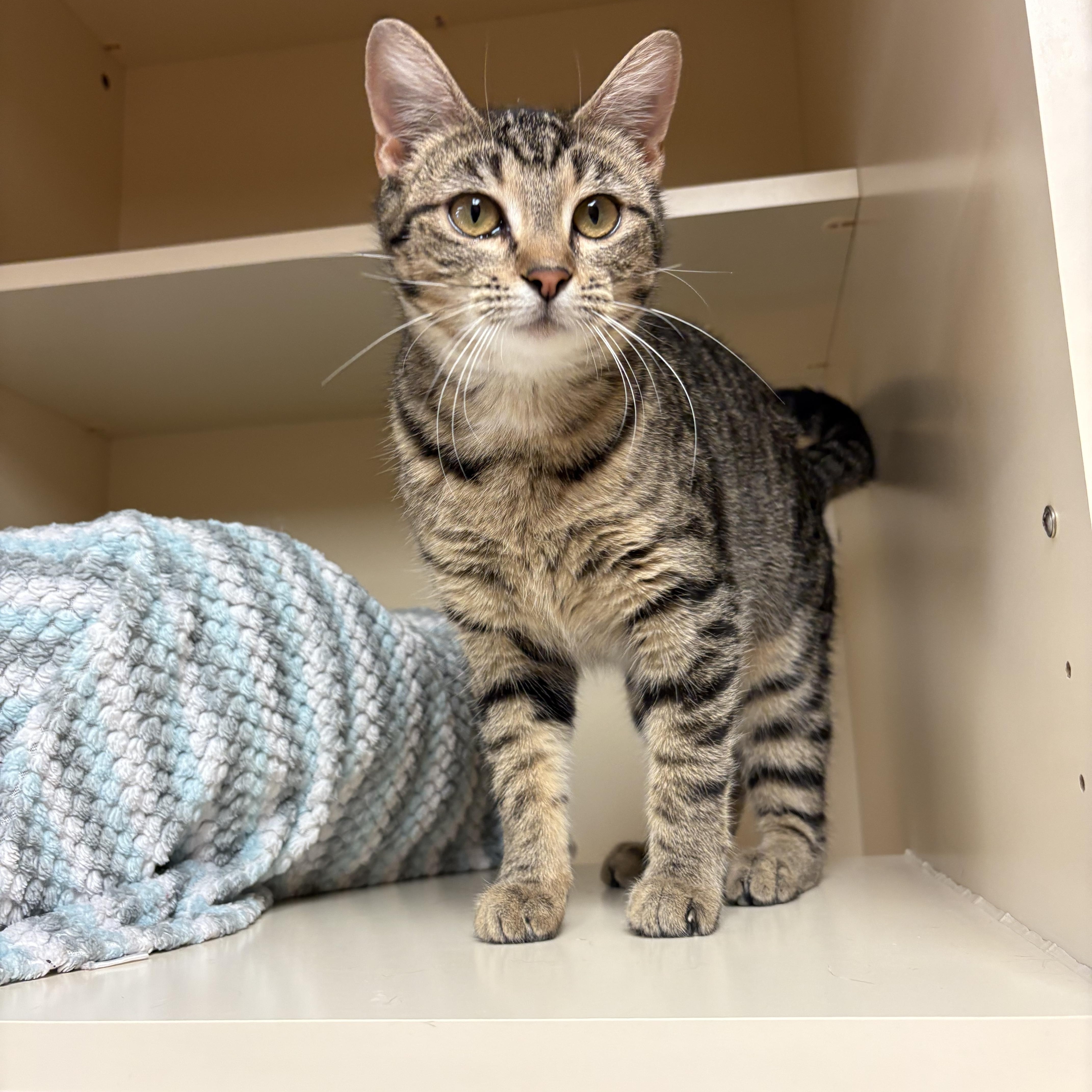 Enlarge Fleur , an adoptable mixed breed in Hays, KS image 5/6