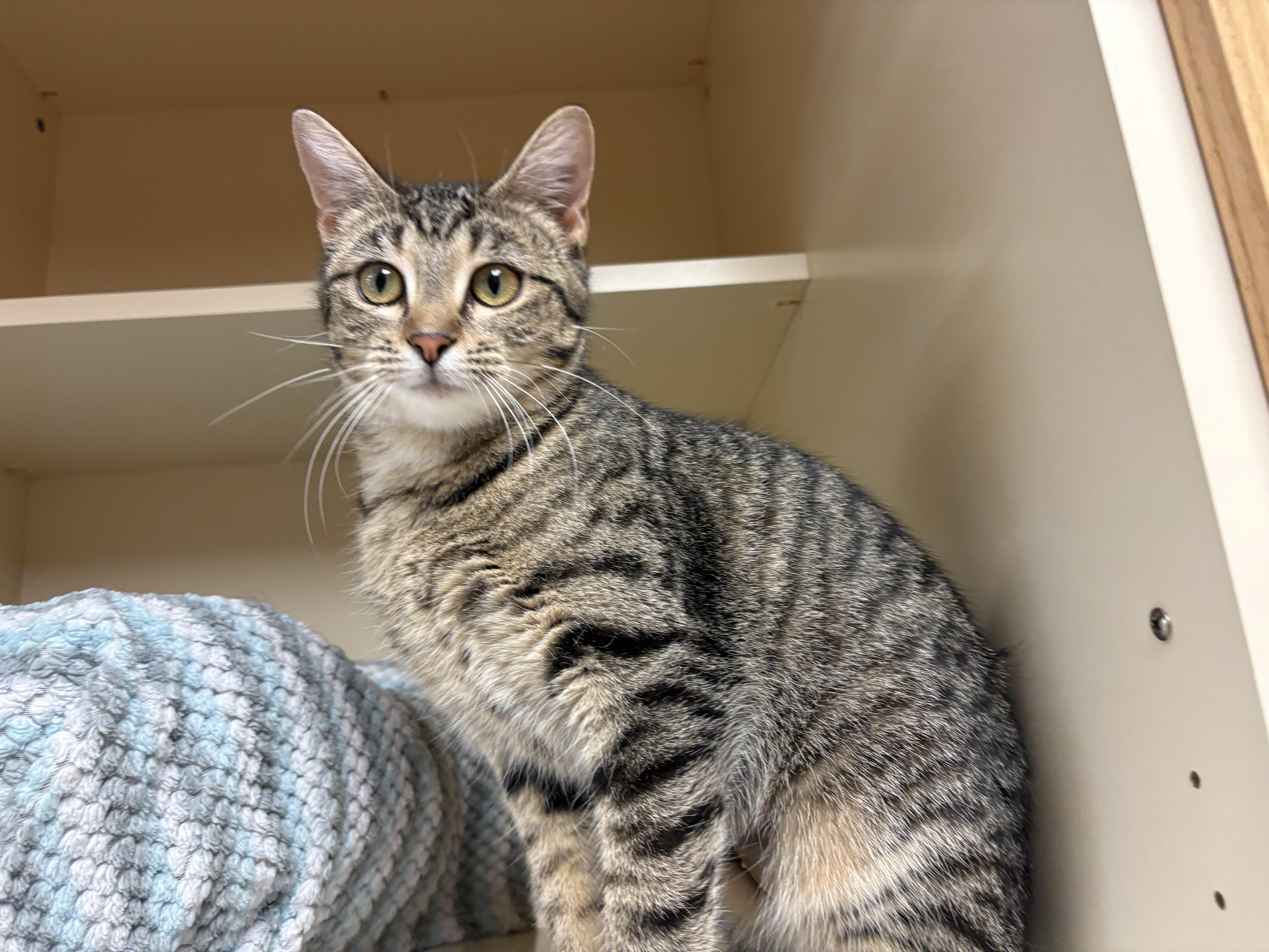 Enlarge Fleur , an adoptable mixed breed in Hays, KS image 3/6