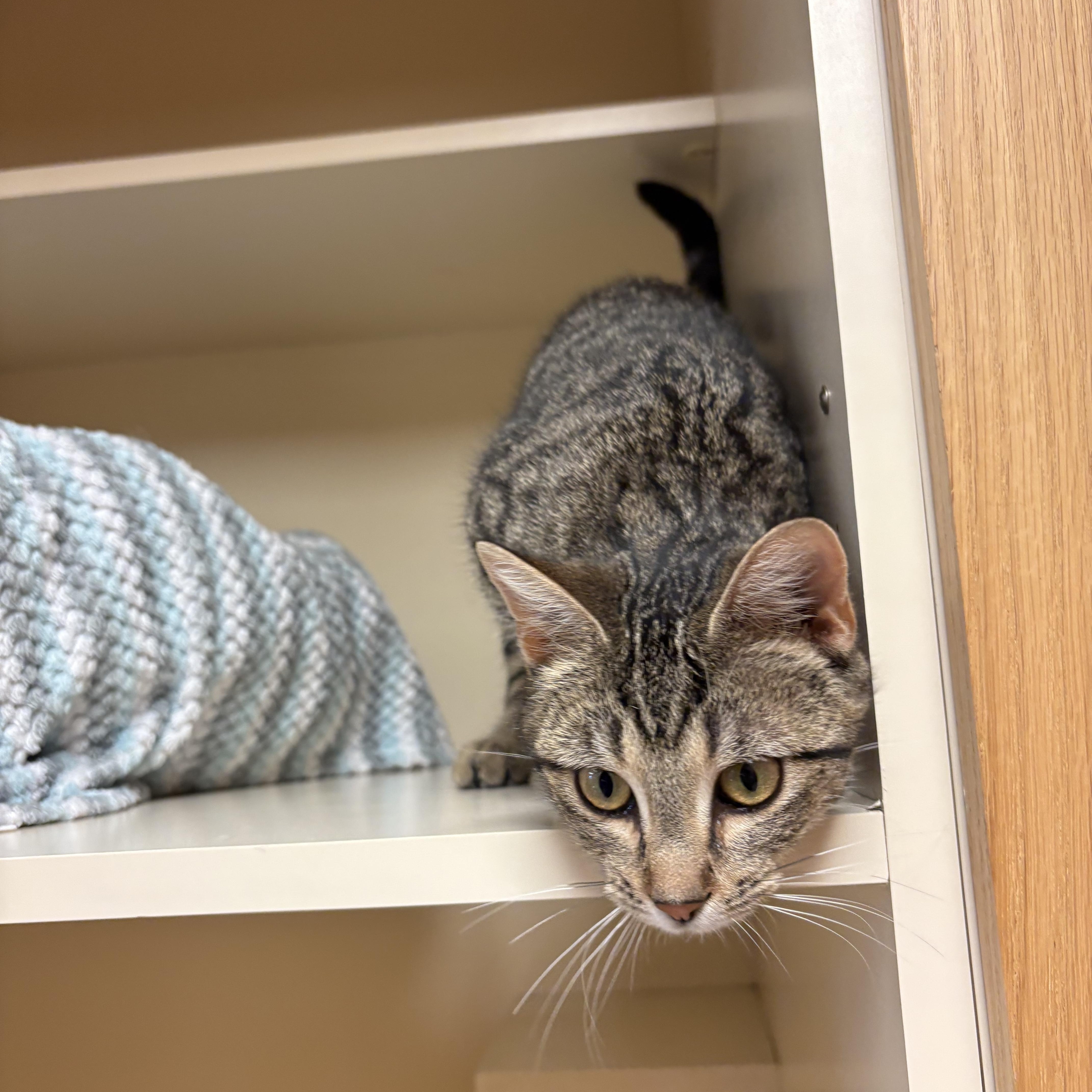 Enlarge Fleur , an adoptable mixed breed in Hays, KS image 6/6