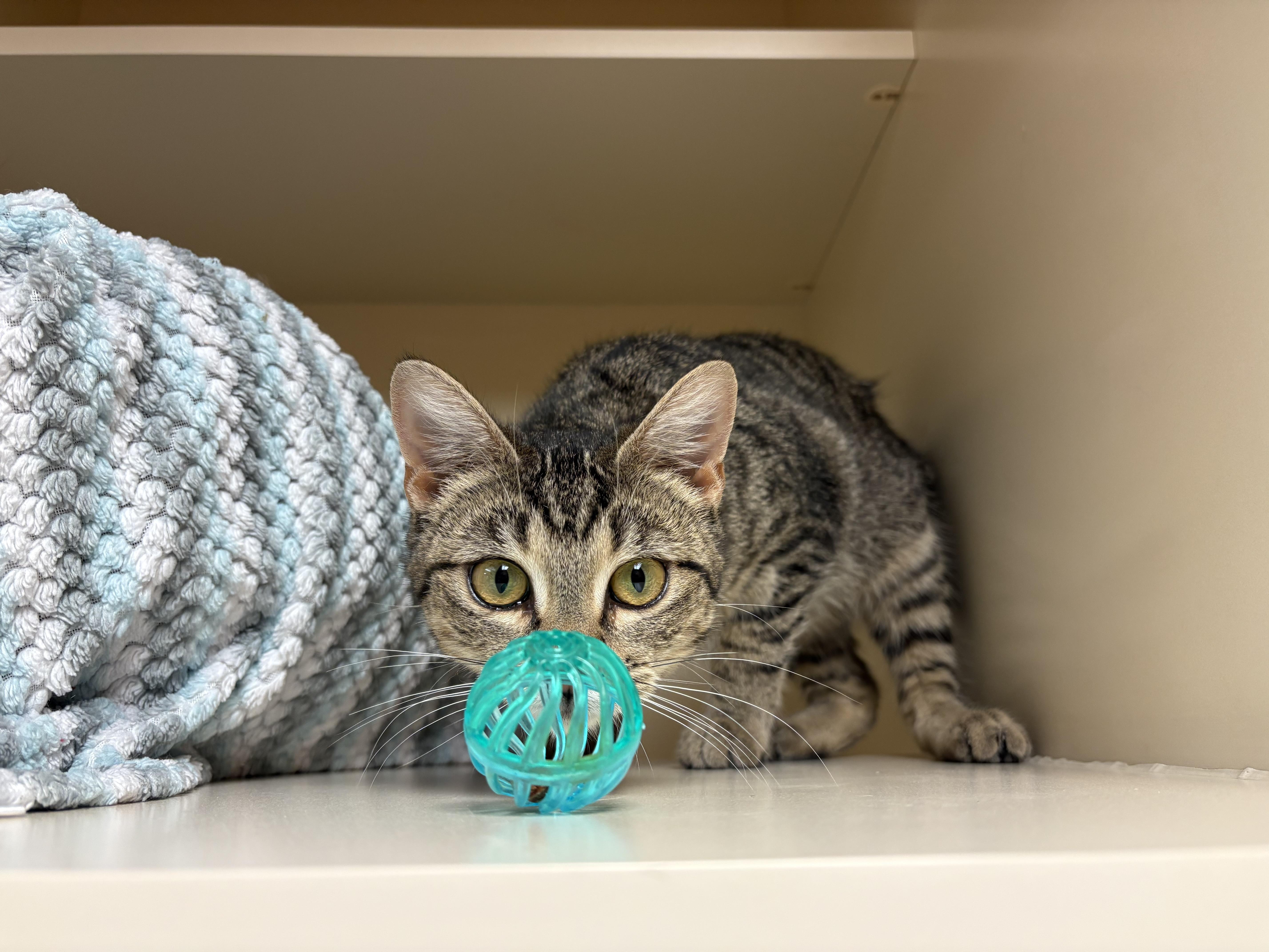 Enlarge Fleur , an adoptable mixed breed in Hays, KS image 2/6