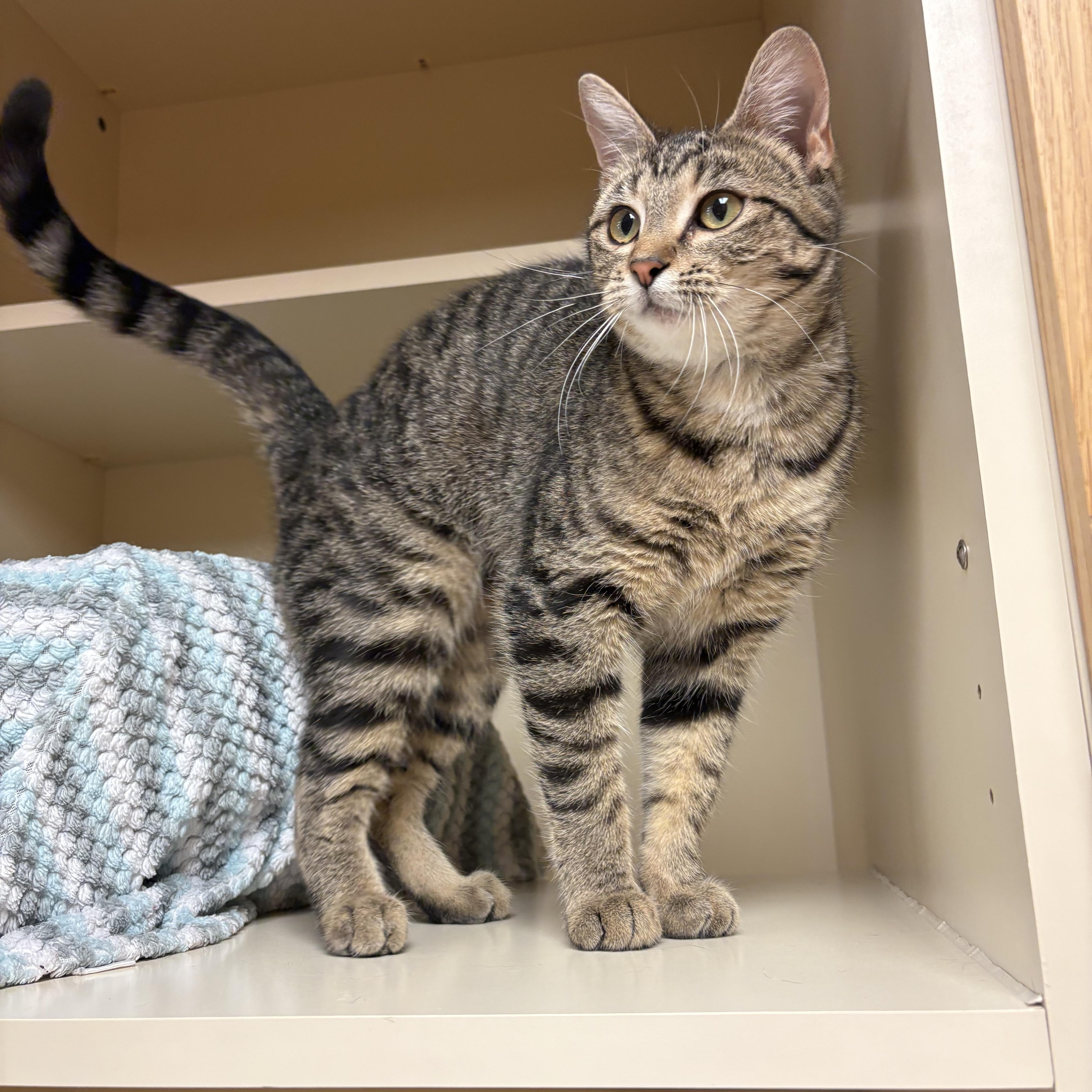 Enlarge Fleur , an adoptable mixed breed in Hays, KS image 4/6