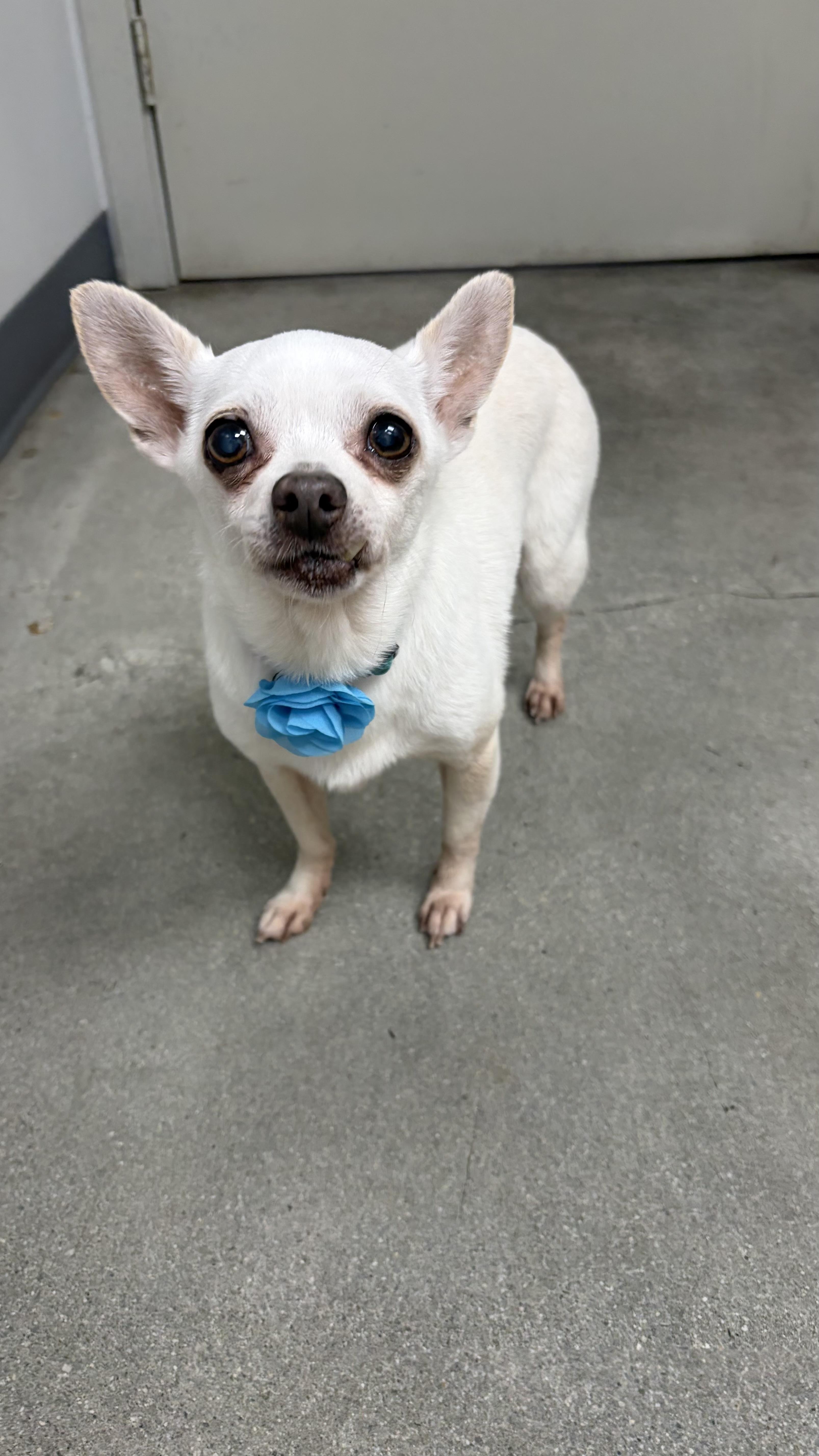 Ellie, ADOPTABLE, Senior Female Chihuahua.