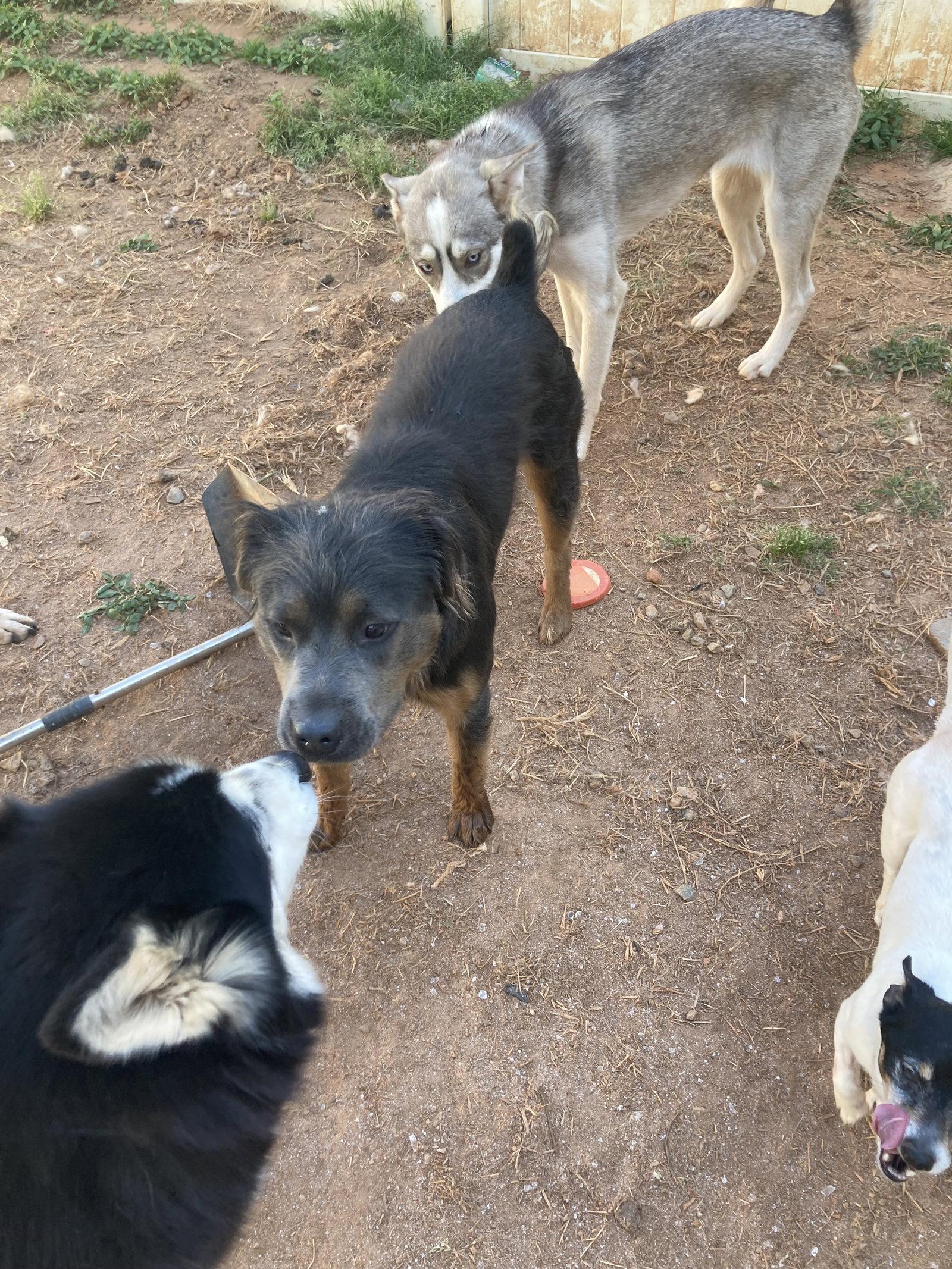 Wyoming, a Adoptable Shepherd in Chatham, VA image 2/3