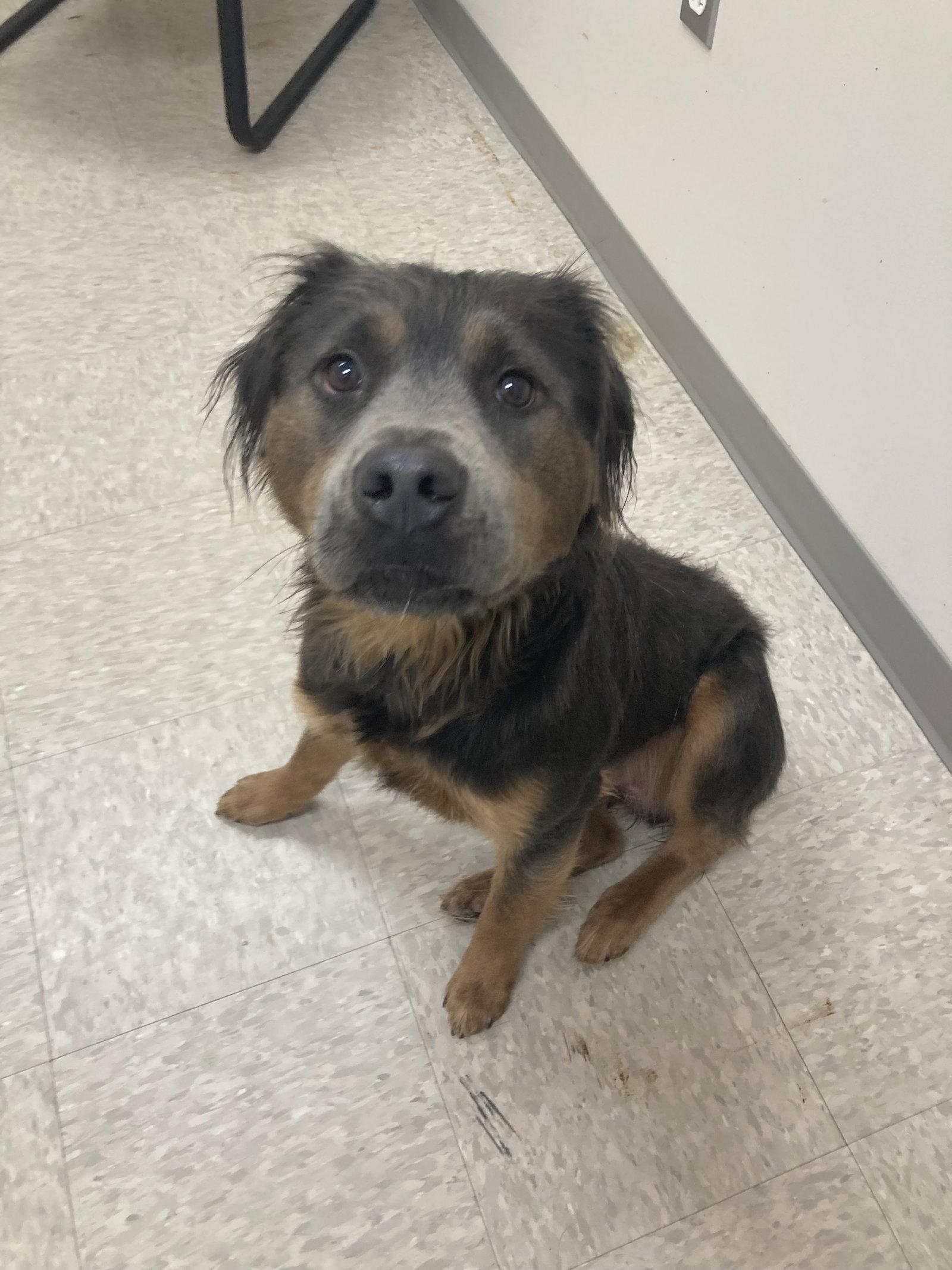 Wyoming, a Adoptable Shepherd in Chatham, VA image 3/3