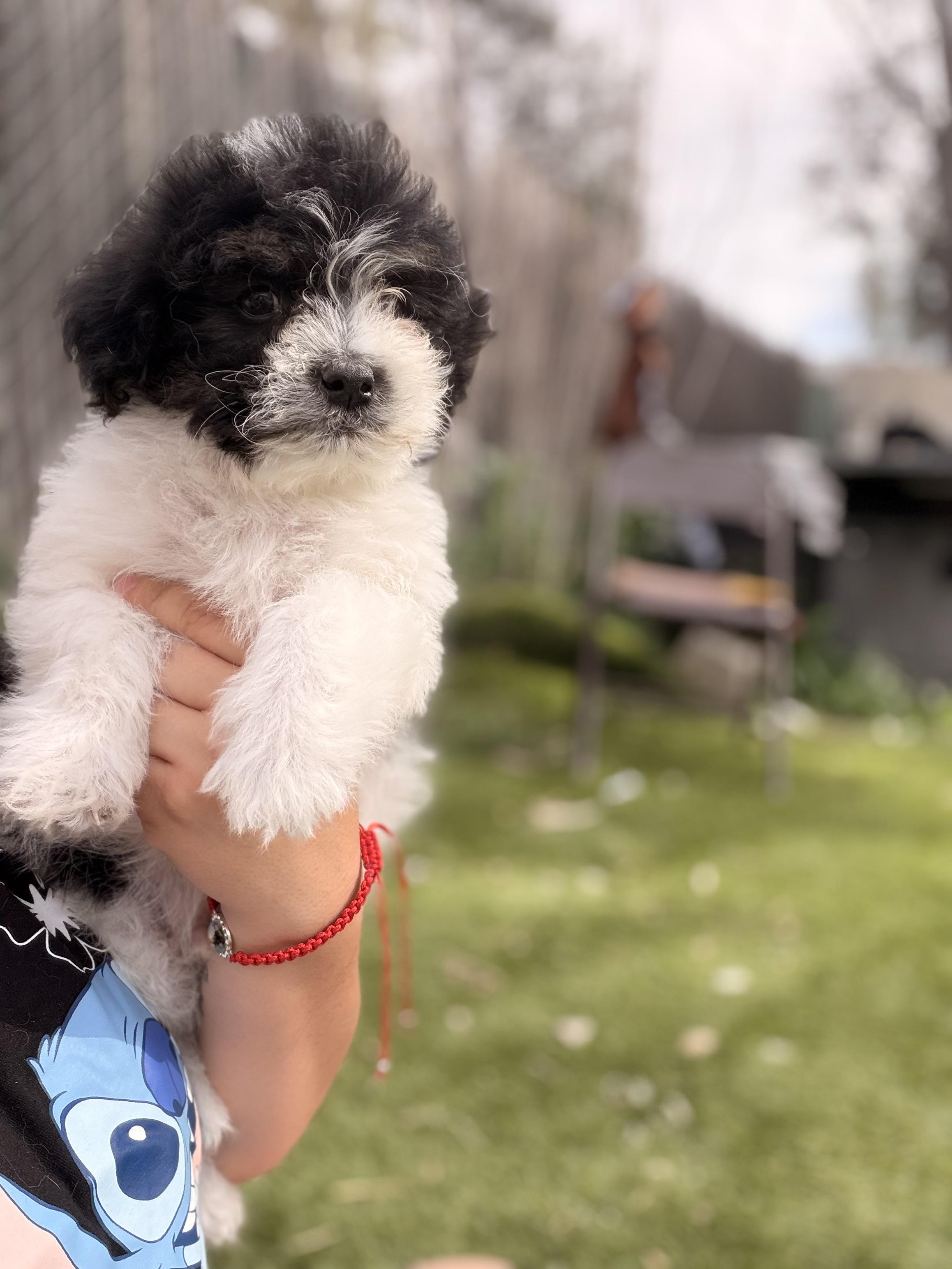 Mathew, ADOPTABLE, Puppy Male Shih Tzu & Maltipoo.