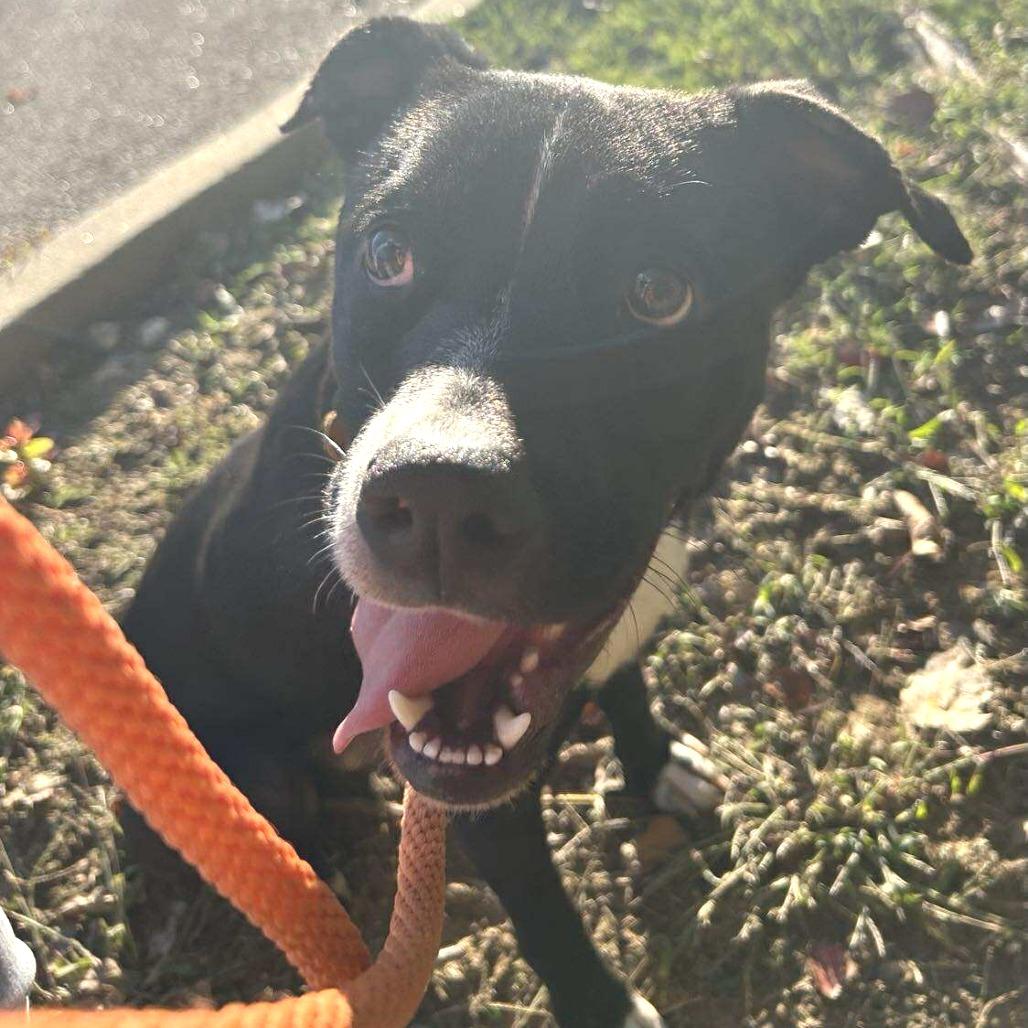 Enlarge Bing (Formerly Noir), a Adoptable Mixed Breed in Bartlett, TN image 1/6