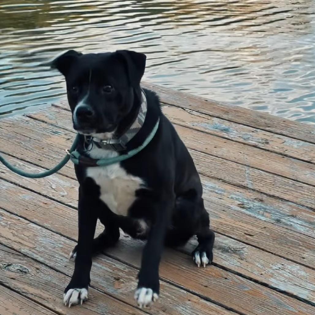Bing (Formerly Noir), a Adoptable Mixed Breed in Pittsburgh, PA image 2/6