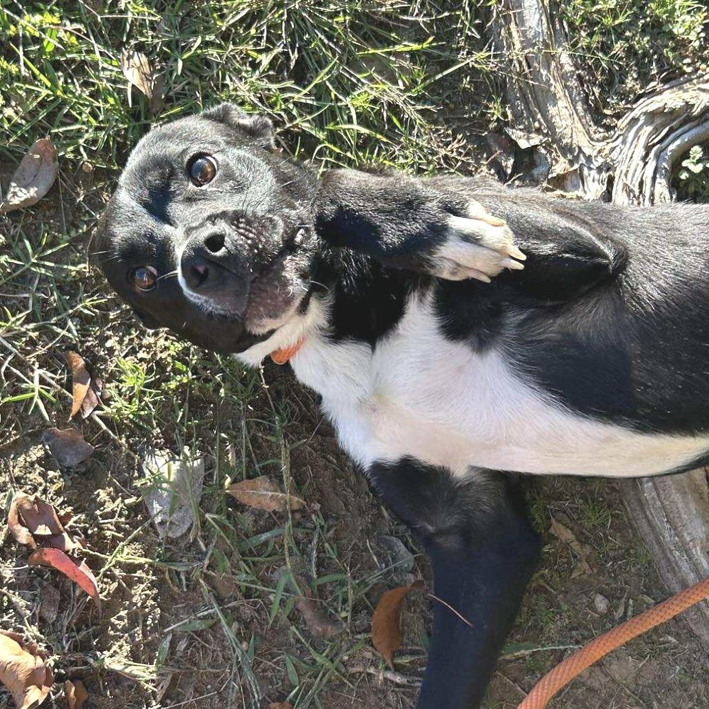 Enlarge Bing (Formerly Noir), a Adoptable Mixed Breed in Bartlett, TN image 2/6