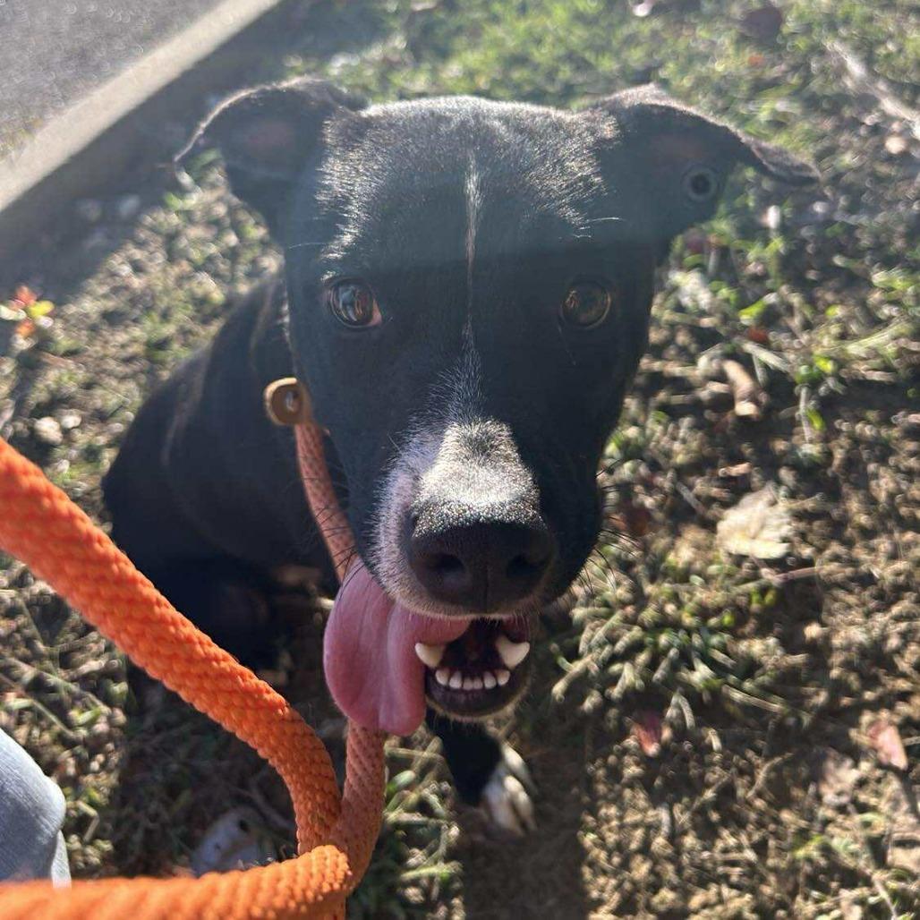 Enlarge Bing (Formerly Noir), a Adoptable Mixed Breed in Bartlett, TN image 3/6