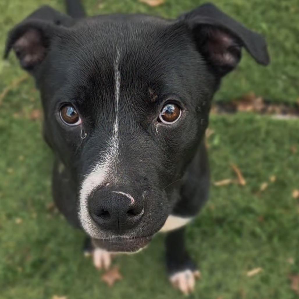 Bing (Formerly Noir), a Adoptable Mixed Breed in Pittsburgh, PA image 3/6