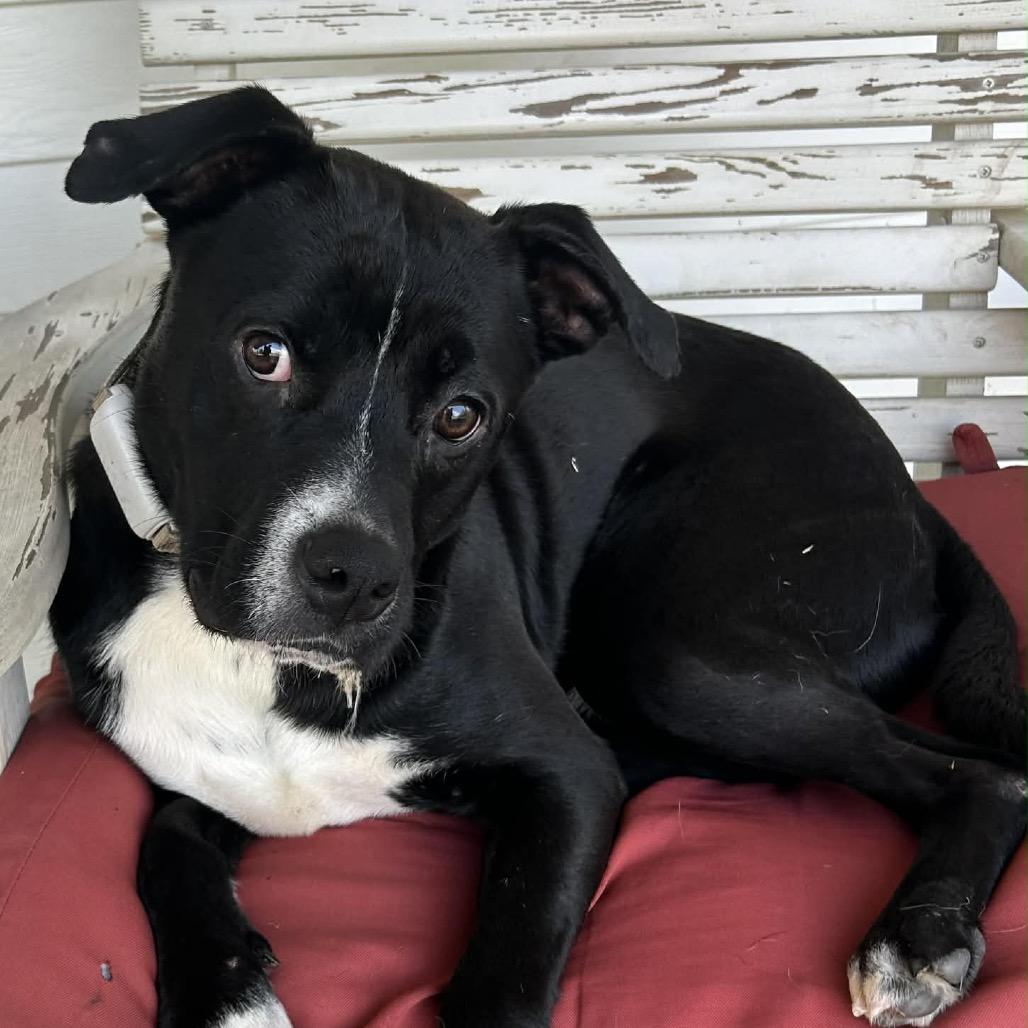 Enlarge Bing (Formerly Noir), a Adoptable Mixed Breed in Bartlett, TN image 5/6