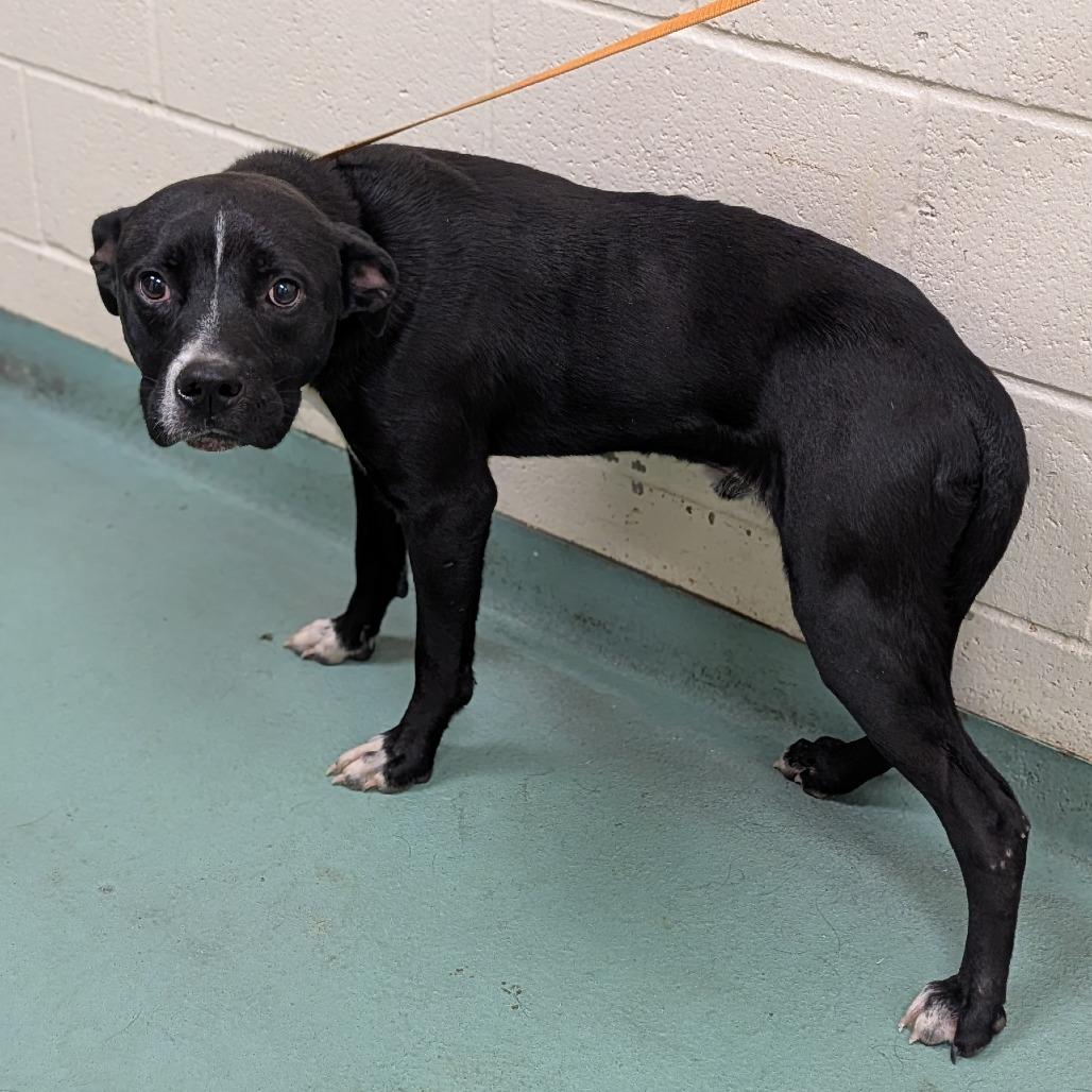 Enlarge Bing (Formerly Noir), a Adoptable Mixed Breed in Bartlett, TN image 6/6