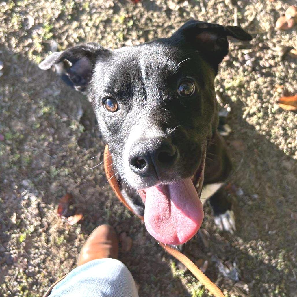 Bing (Formerly Noir), a Adoptable Mixed Breed in Pittsburgh, PA image 2/6