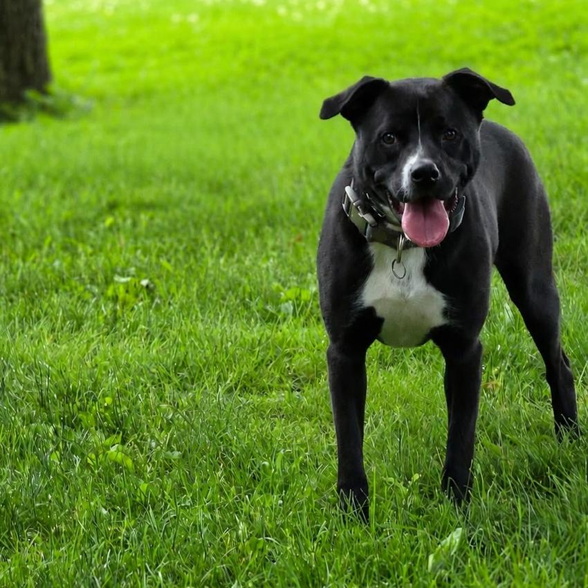 Bing (Formerly Noir), a Adoptable Mixed Breed in Pittsburgh, PA image 3/6