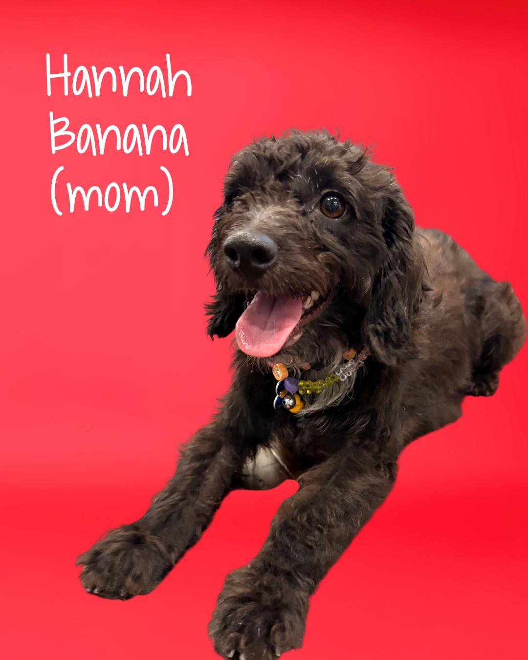 Enlarge Tootie Fruities Puppies, a Adoptable mixed breed in Garland, TX image 6/6