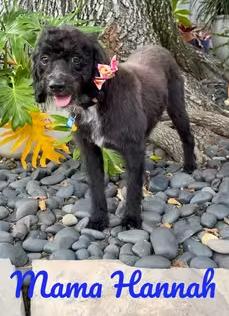 Enlarge Tootie Fruities Puppies, a Adoptable mixed breed in Houston, TX image 5/6