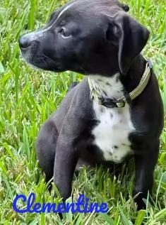 Enlarge Tootie Fruities Puppies, a Adoptable mixed breed in Houston, TX image 4/6