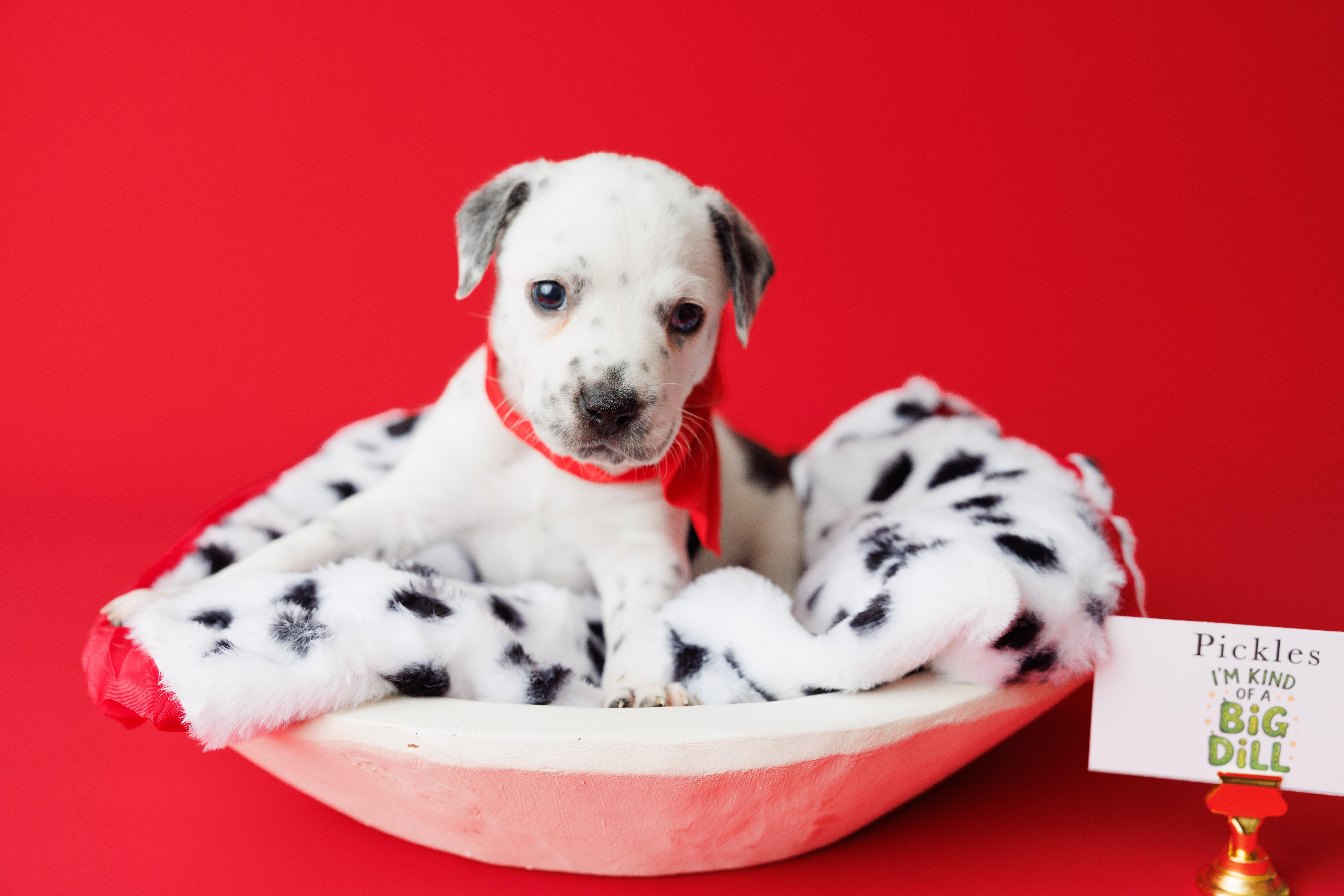 Enlarge Tootie Fruities Puppies, a Adoptable mixed breed in Garland, TX image 3/6