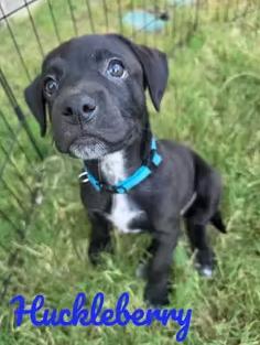 Enlarge Tootie Fruities Puppies, a Adoptable mixed breed in Houston, TX image 3/6
