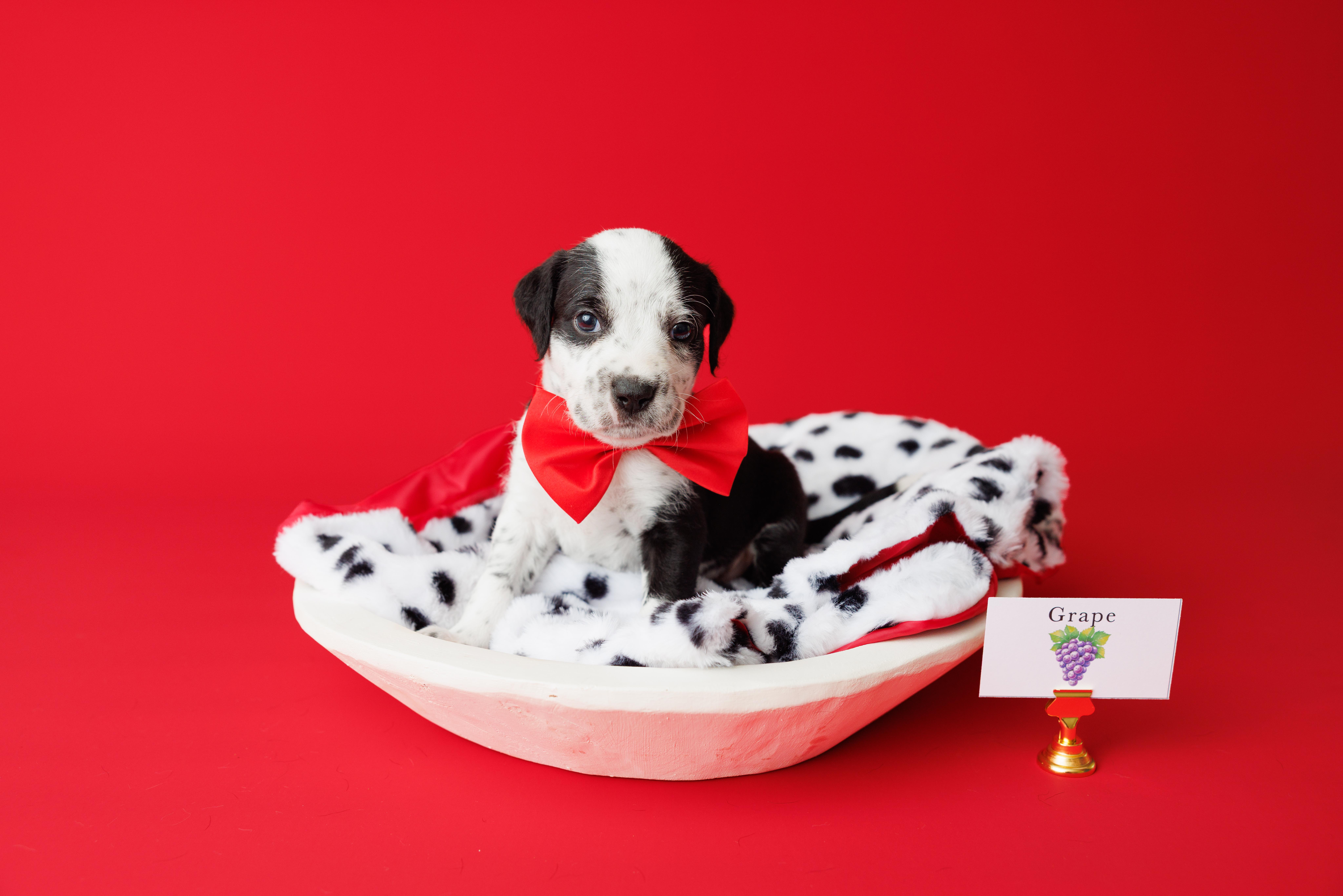 Enlarge Tootie Fruities Puppies, a Adoptable mixed breed in Garland, TX image 5/6