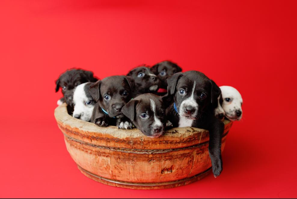 Enlarge Tootie Fruities Puppies, a Adoptable mixed breed in Garland, TX image 1/6