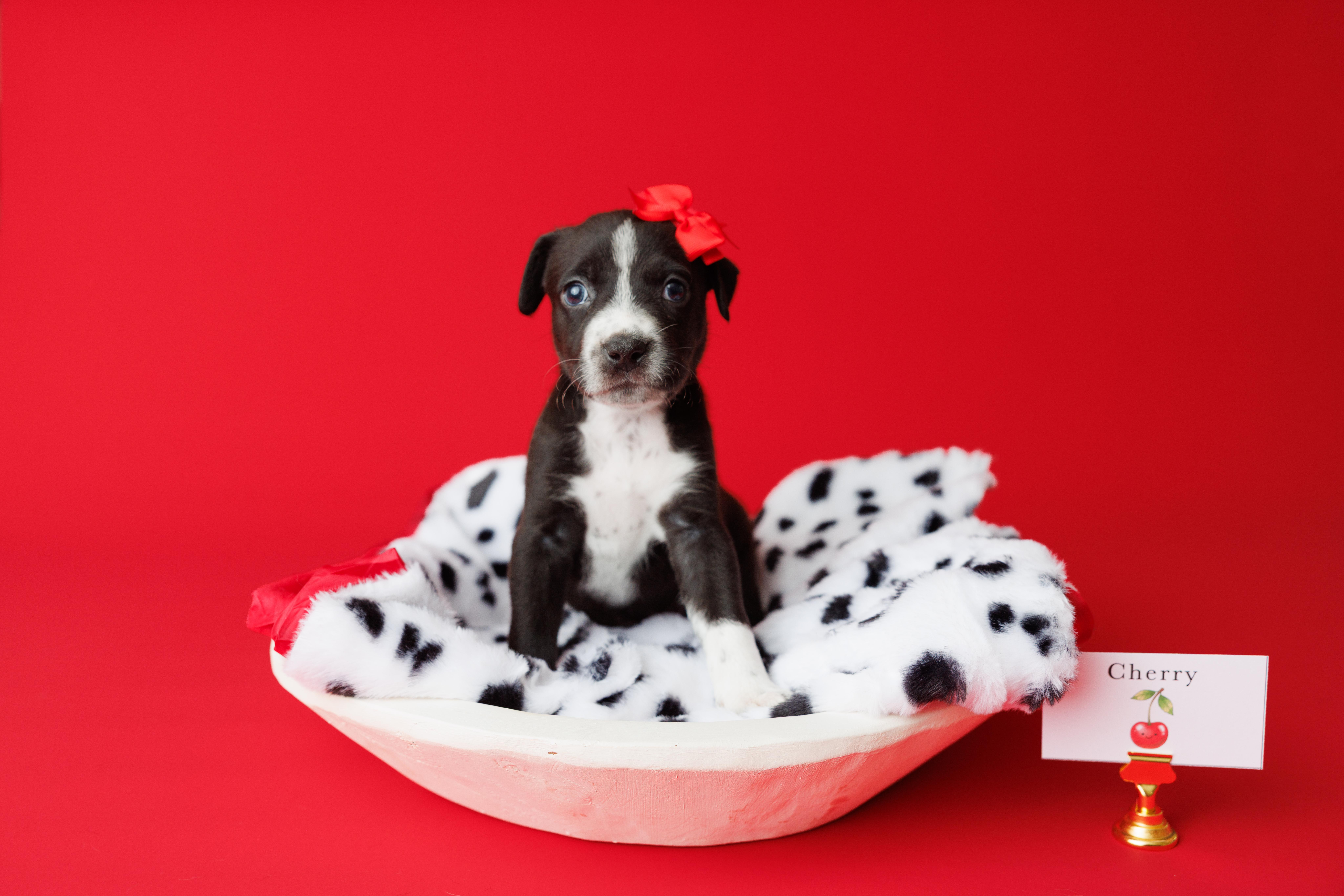 Enlarge Tootie Fruities Puppies, a Adoptable mixed breed in Garland, TX image 4/6