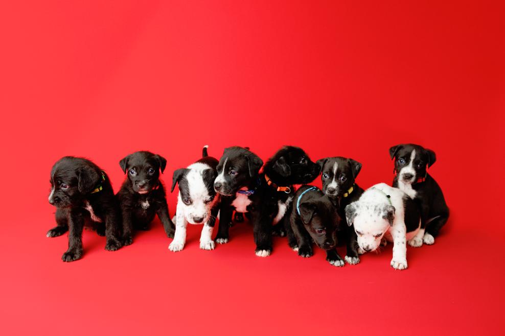 Enlarge Tootie Fruities Puppies, a Adoptable mixed breed in Garland, TX image 2/6