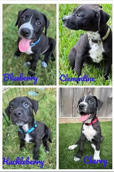Enlarge Tootie Fruities Puppies, a Adoptable mixed breed in Houston, TX image 1/6