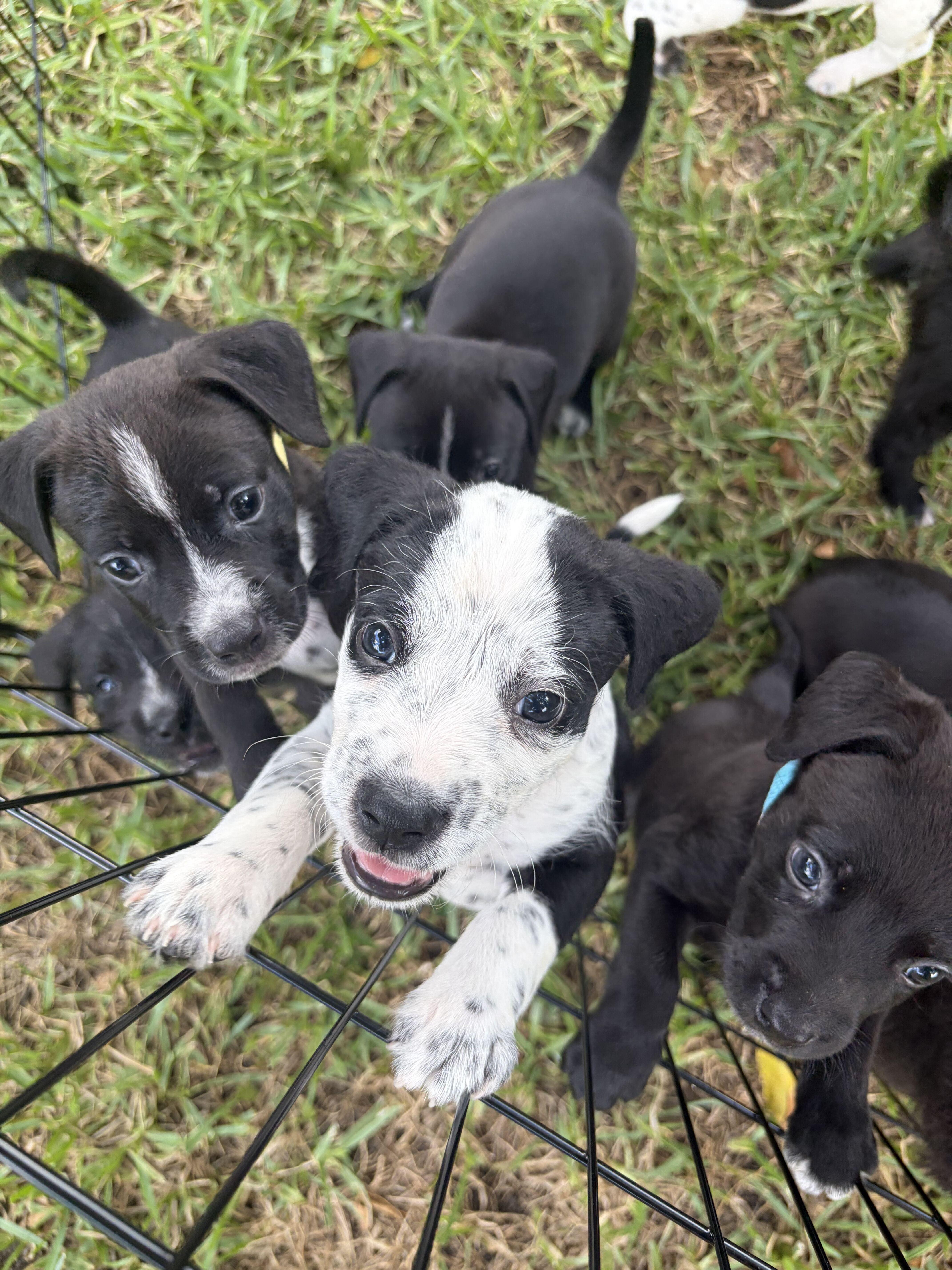 Enlarge Tootie Fruities Puppies, a Adoptable mixed breed in Houston, TX image 6/6