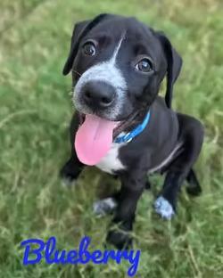 Enlarge Tootie Fruities Puppies, a Adoptable mixed breed in Houston, TX image 2/6
