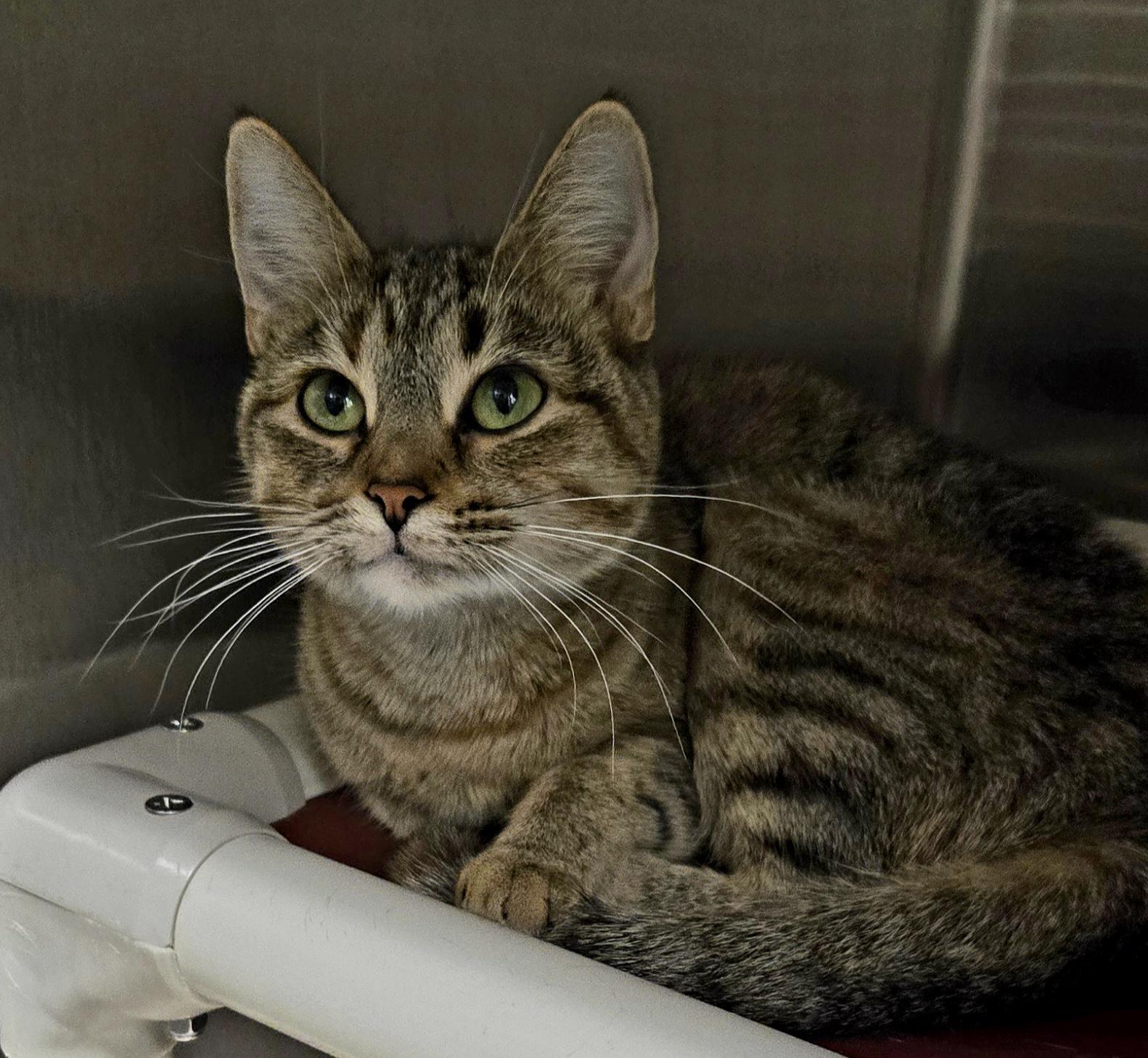 Freya, ADOPTABLE, Adult Female Torbie.