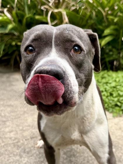 Enlarge Gigi, a Adoptable mixed breed in New Orleans, LA image 1/2