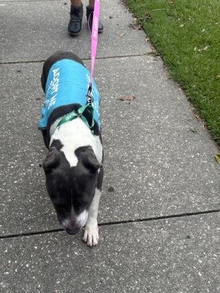 Gigi, a Adoptable mixed breed in New Orleans, LA image 2/3