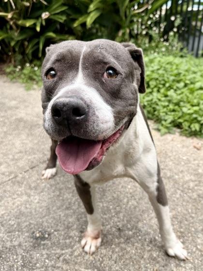 Enlarge Gigi, a Adoptable mixed breed in New Orleans, LA image 2/2