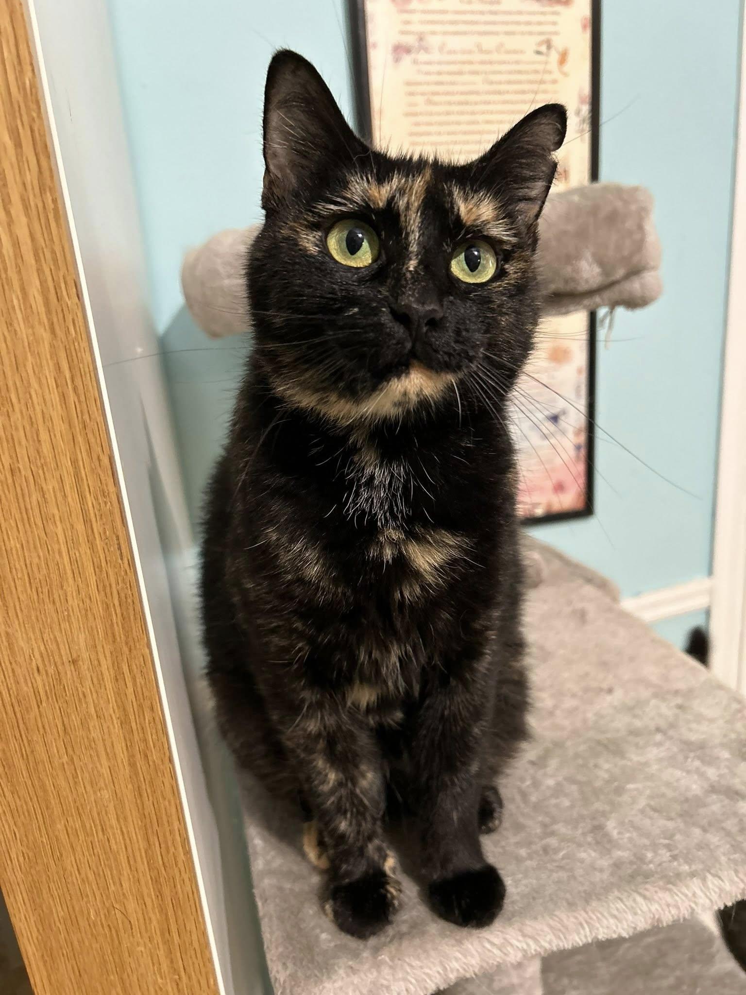 Tori, Adult Female unknown