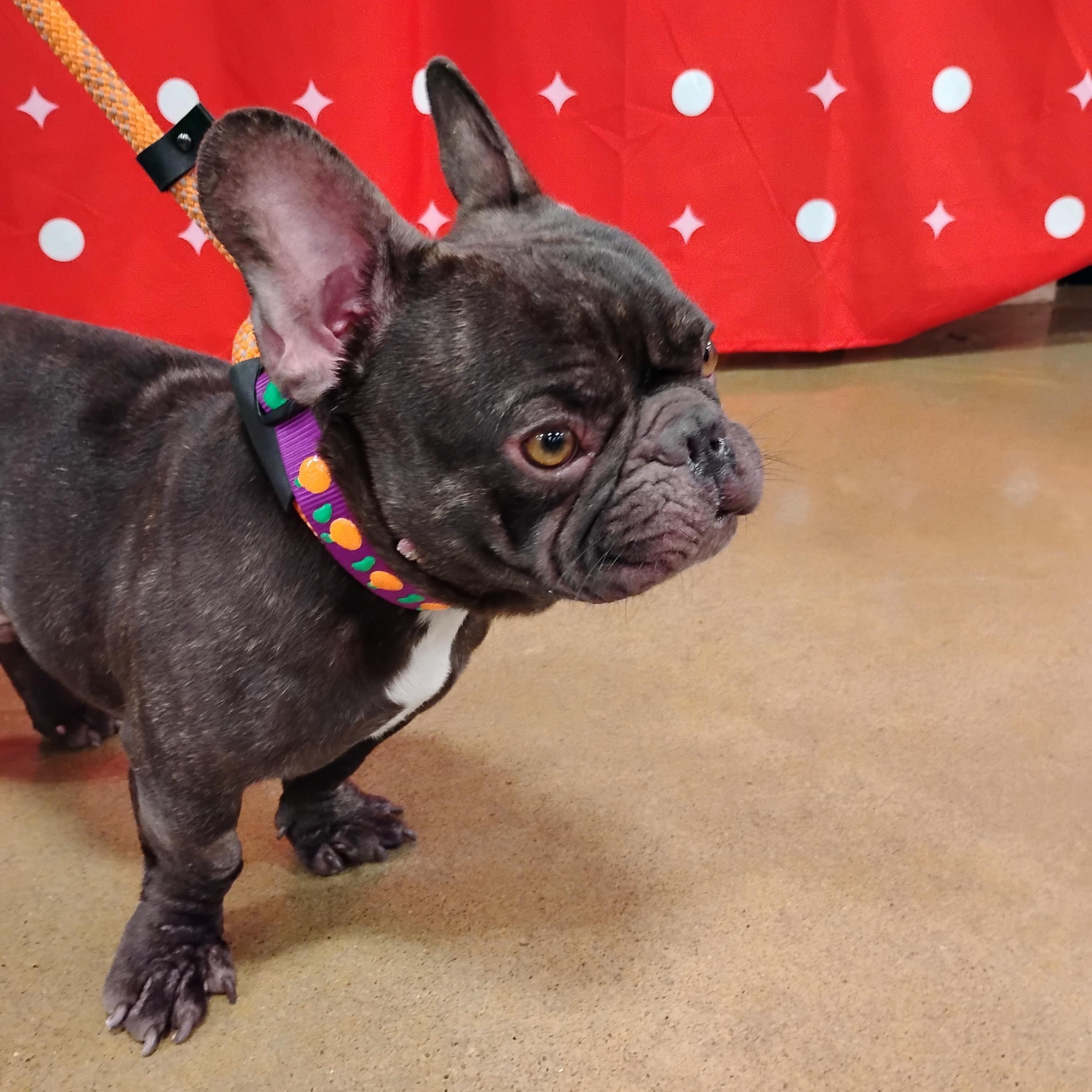 Enlarge Antione, an adopted French Bulldog in Tulsa, OK image 2/2