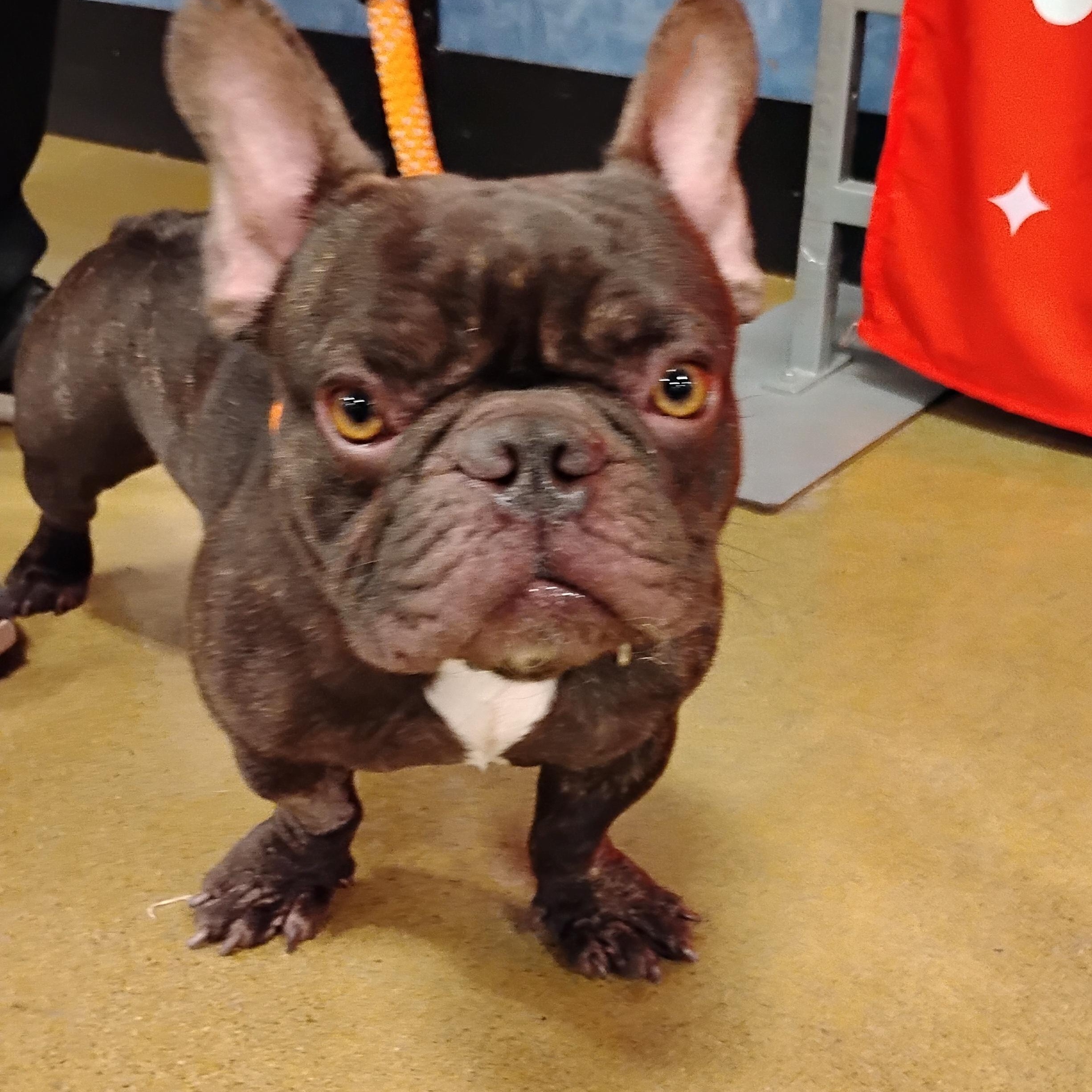 Enlarge Antione, an adopted French Bulldog in Tulsa, OK image 1/2