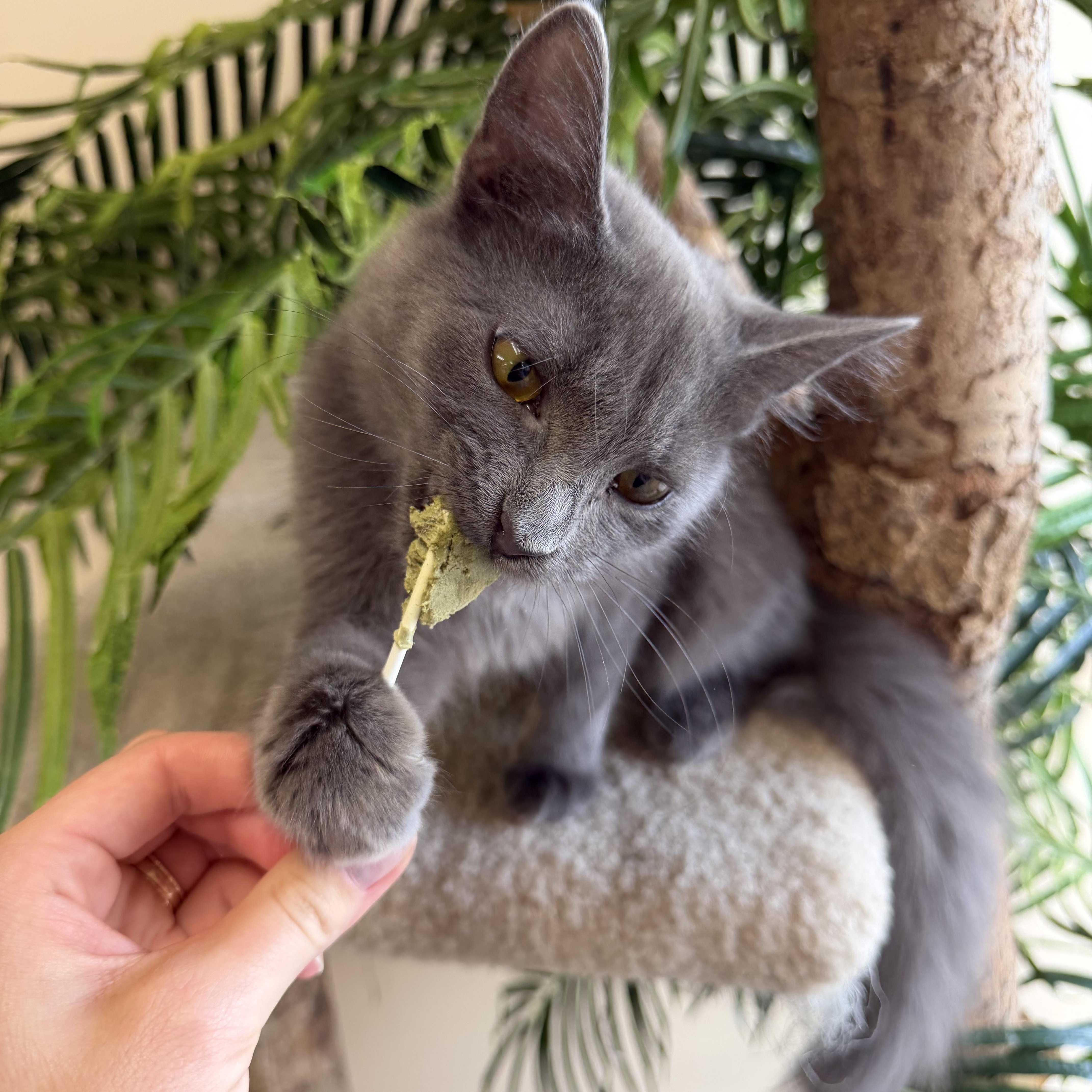 Enlarge Minerva, a Adoptable Domestic Long Hair in Madison, WI image 3/3