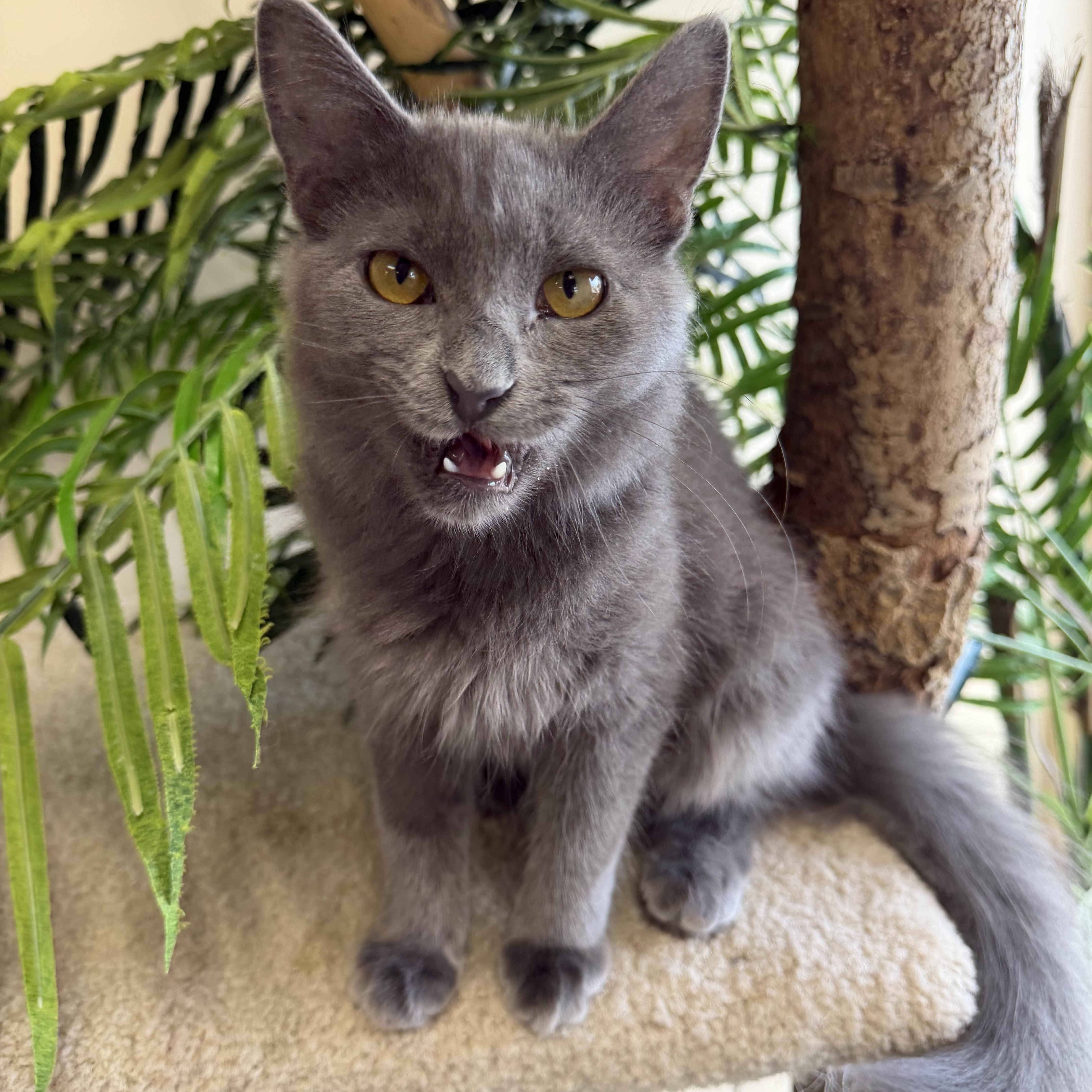 Minerva, Adoptable, Kitten Female Domestic Long Hair.