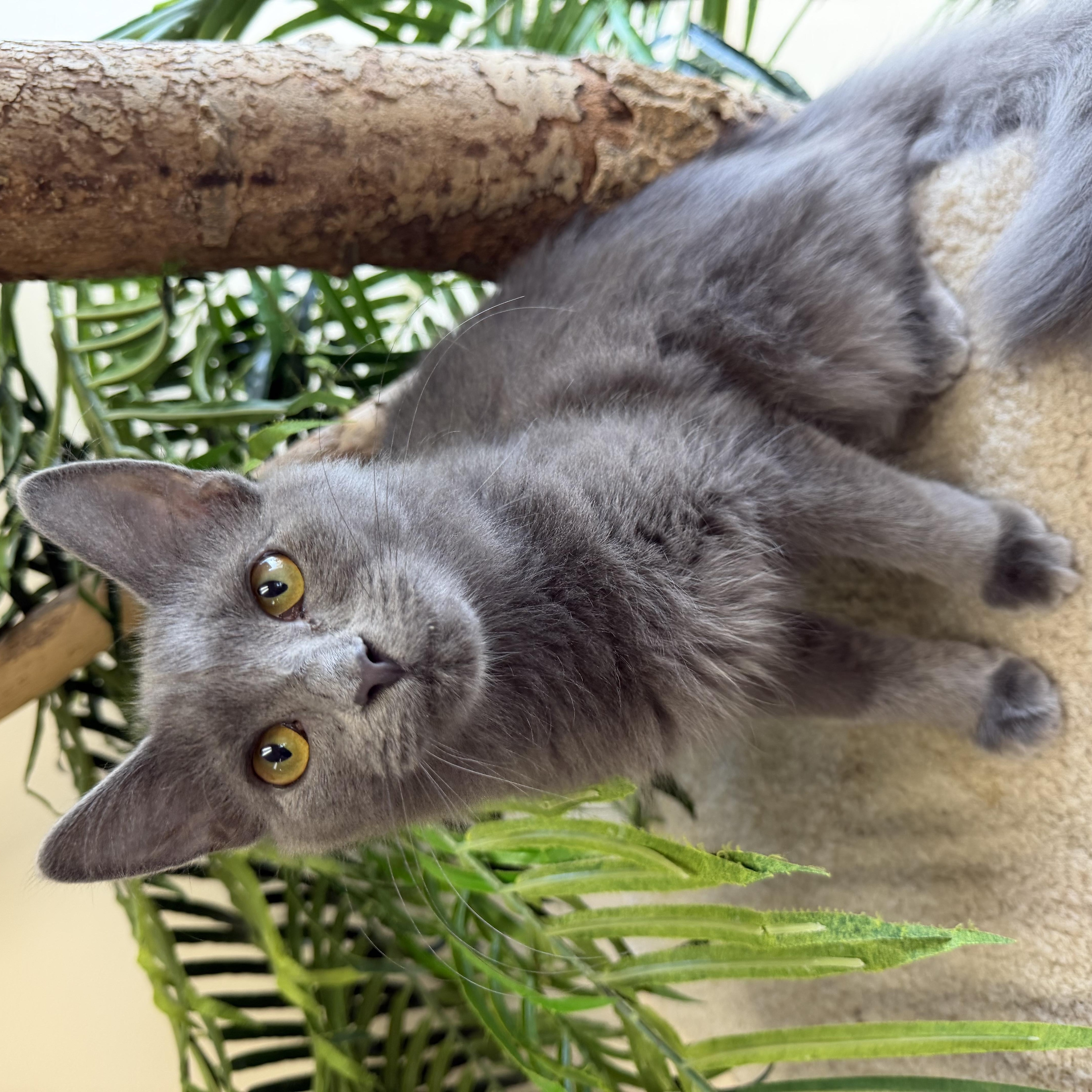 Enlarge Minerva, a Adoptable Domestic Long Hair in Madison, WI image 2/3
