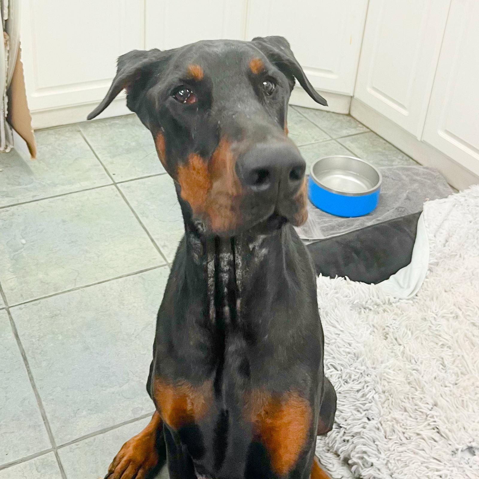 Thor 3604, Adoptable, Young Male Doberman Pinscher.