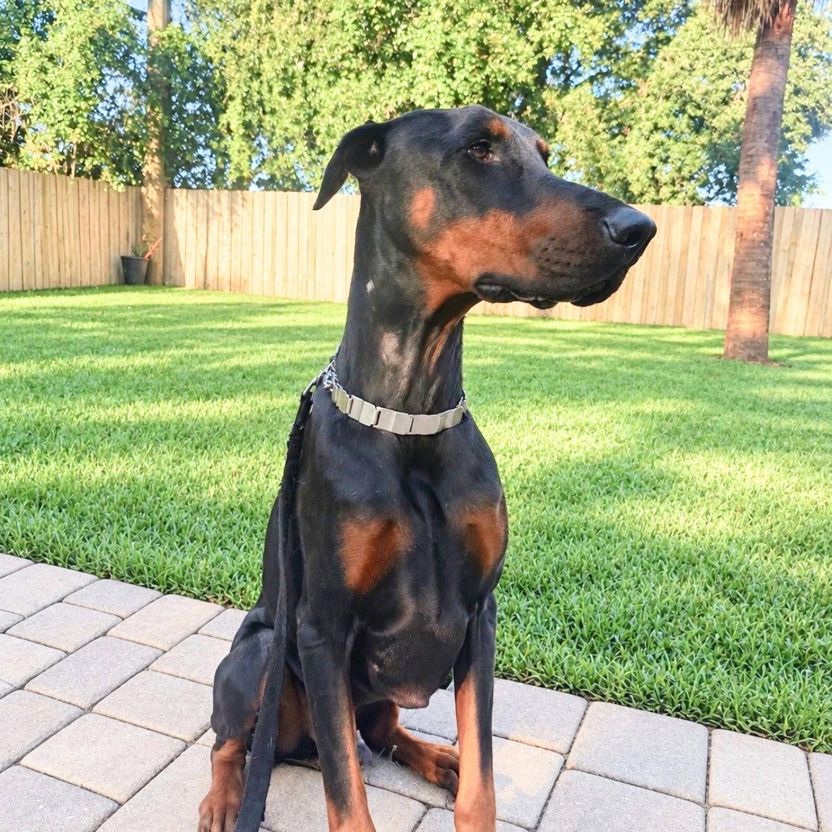 Enlarge Thor 3604, a Adoptable Doberman Pinscher in Oakland Park, FL image 2/3