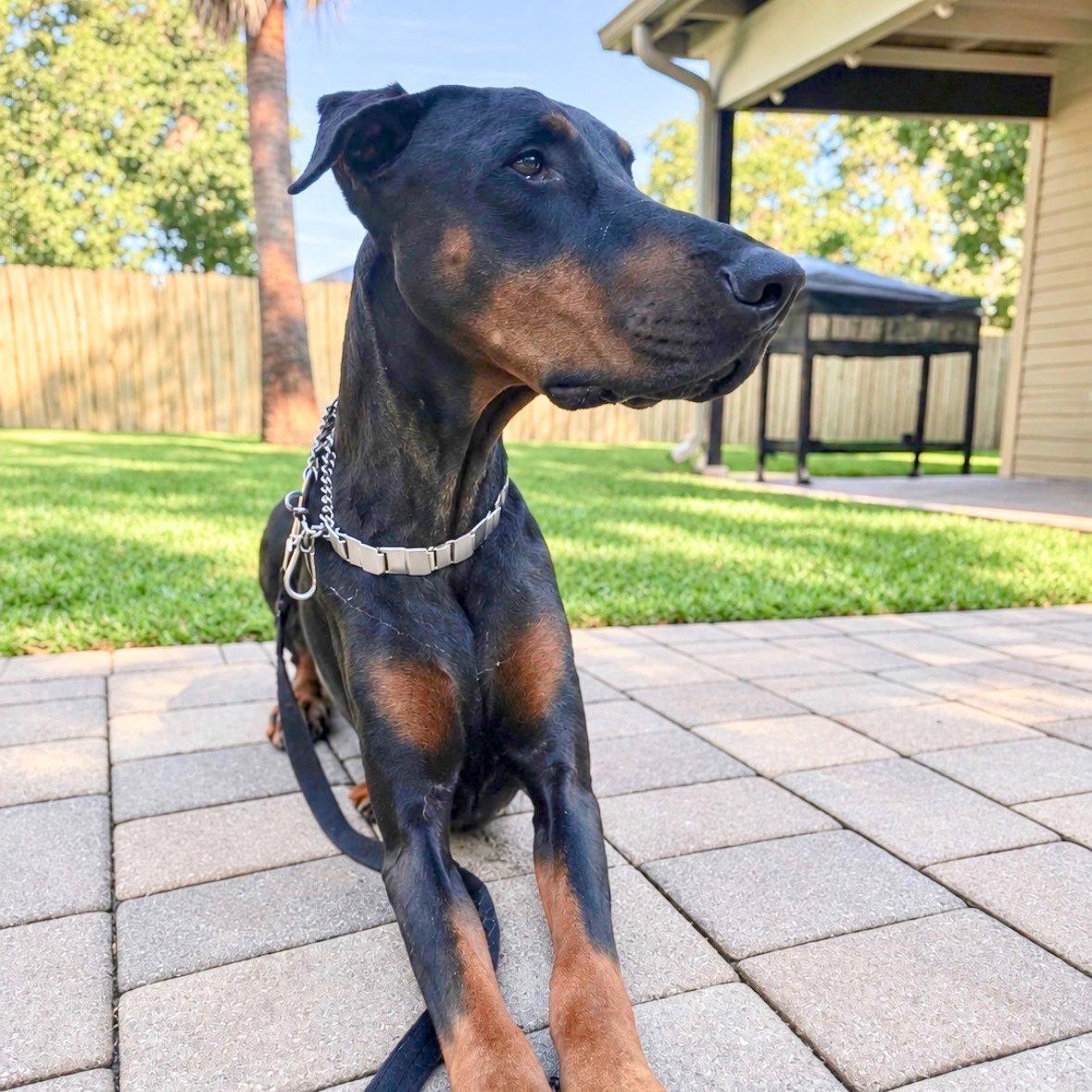 Enlarge Thor 3604, a Adoptable Doberman Pinscher in Oakland Park, FL image 3/3