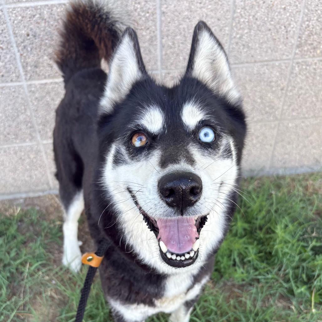 Enlarge Shawarma, a Adoptable Husky in St Joseph, MO image 1/2