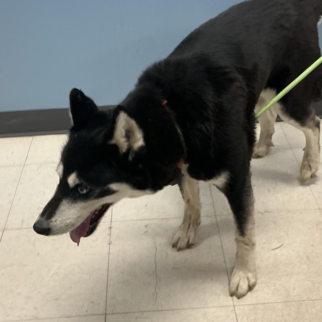 Enlarge Shawarma, a Adoptable Husky in St Joseph, MO image 2/2