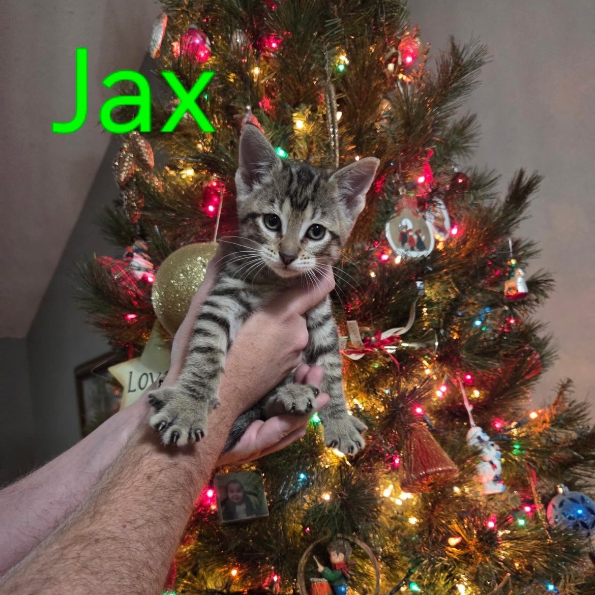 Jax, Adoptable, Kitten Male Domestic Short Hair & Tabby.