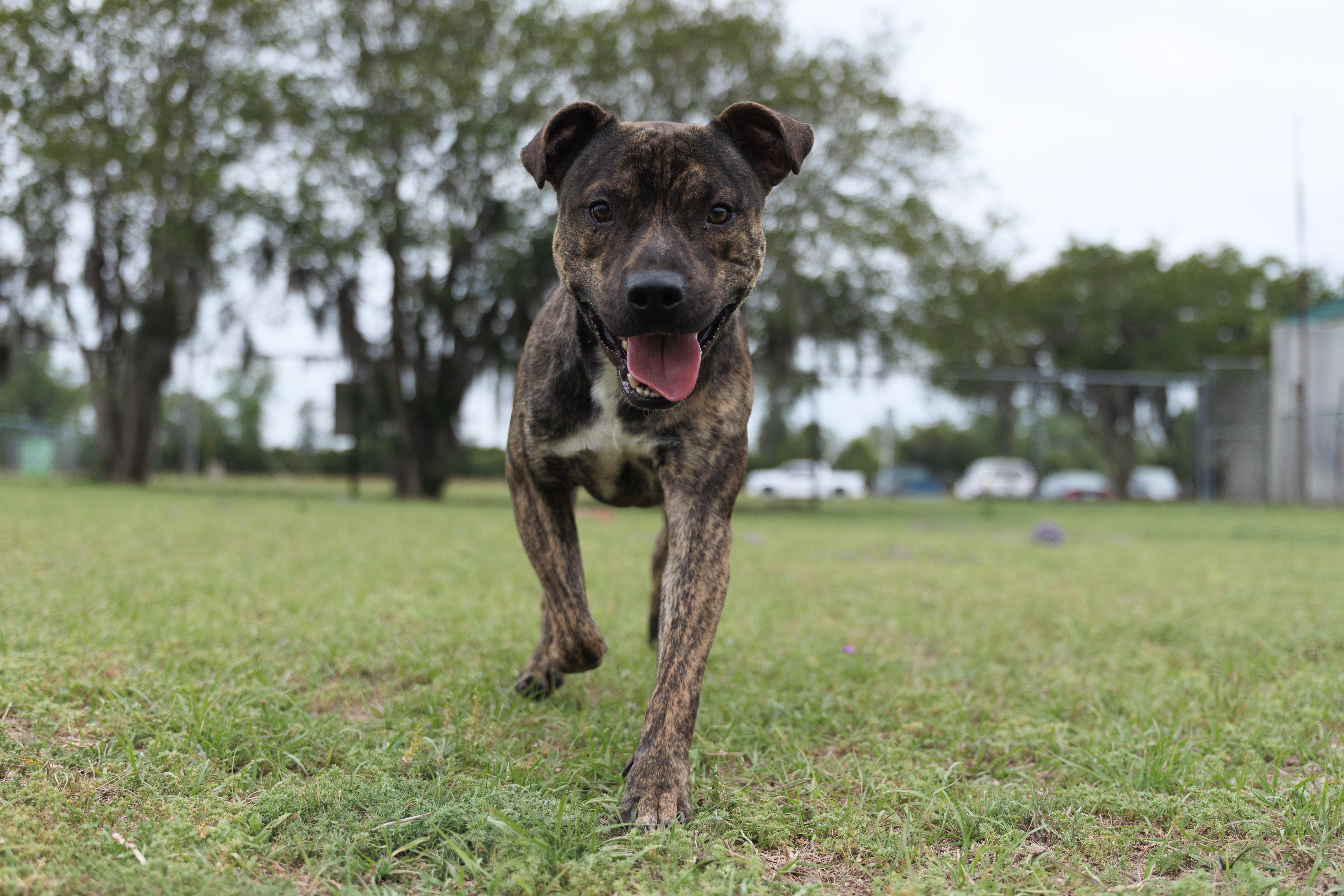 Enlarge Banks, a ADOPTABLE mixed breed in Valdosta, GA image 3/3