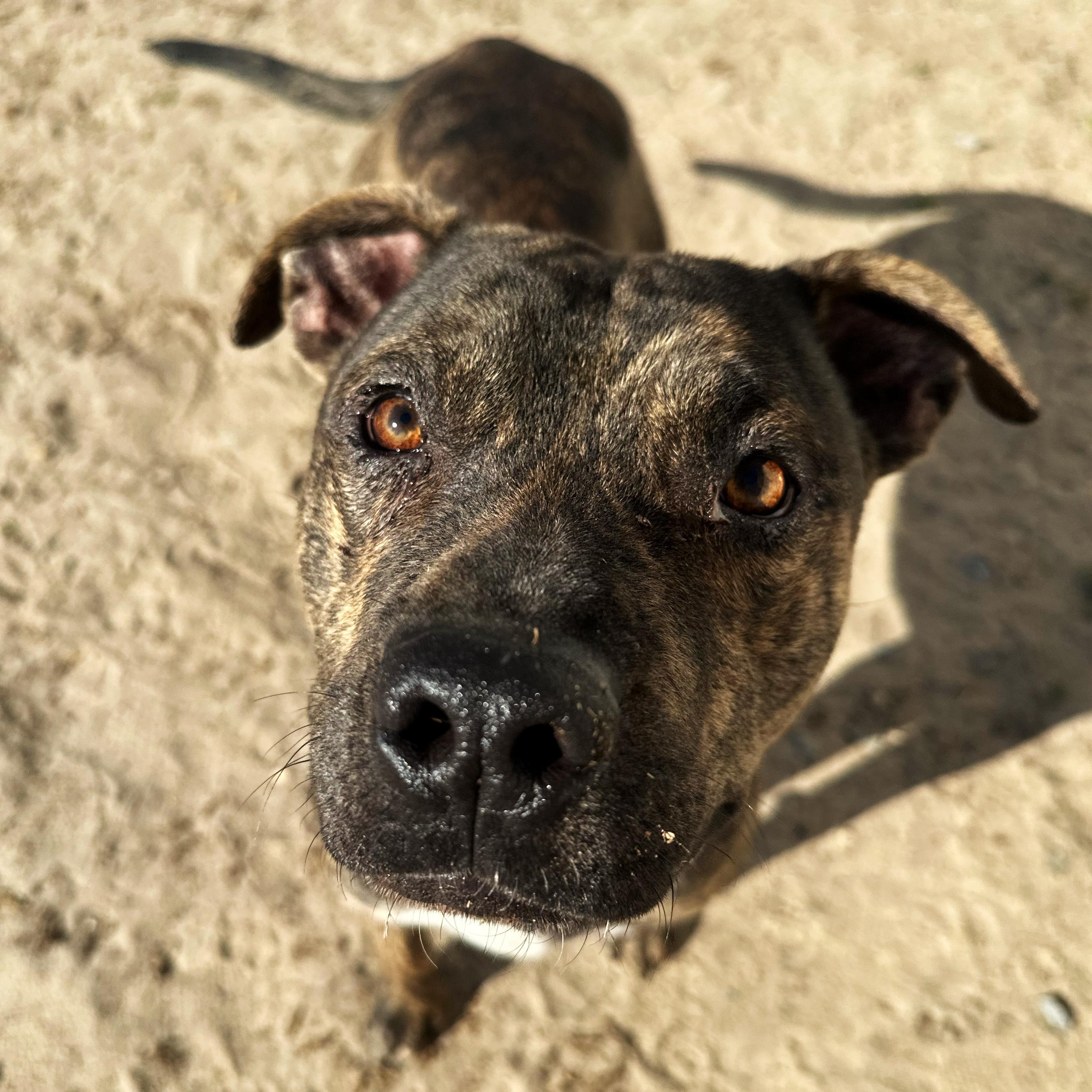 Banks, ADOPTABLE, Young Male Pit Bull Terrier.